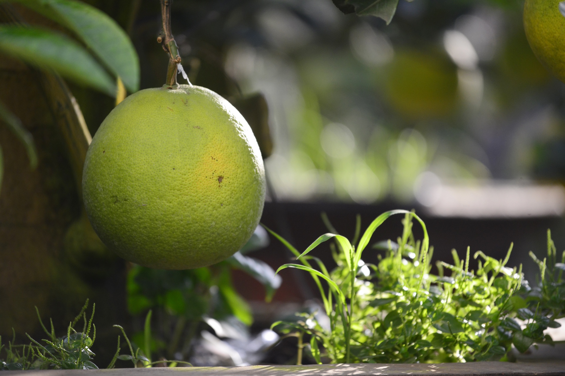 Cay buoi 200 qua, gia 40 trieu dong o Ha Noi hinh anh