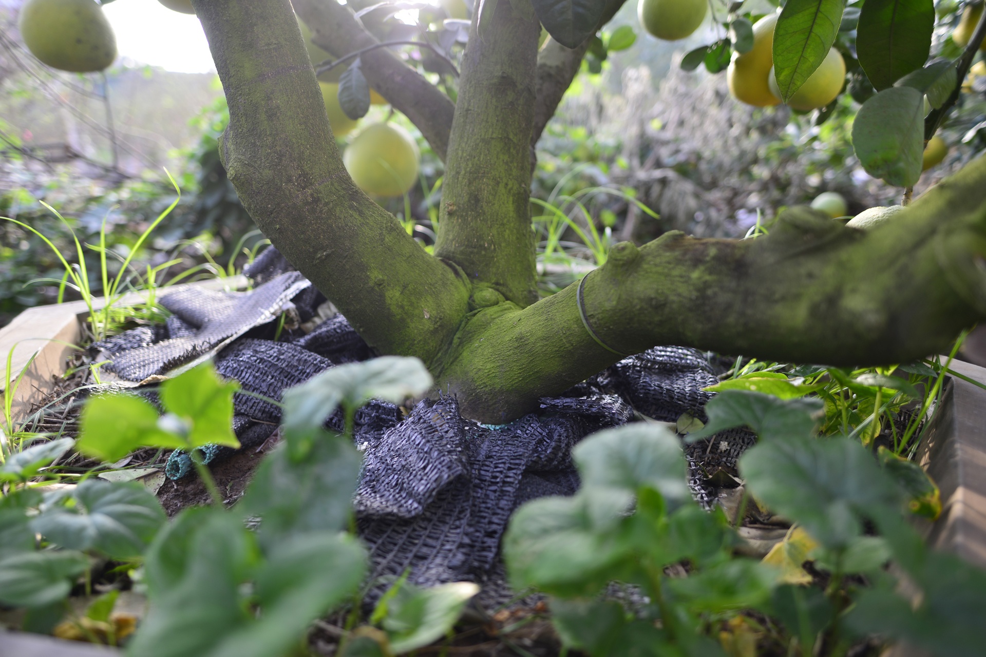 goc buoi 200 qua cua lao nong Ha thanh anh 5