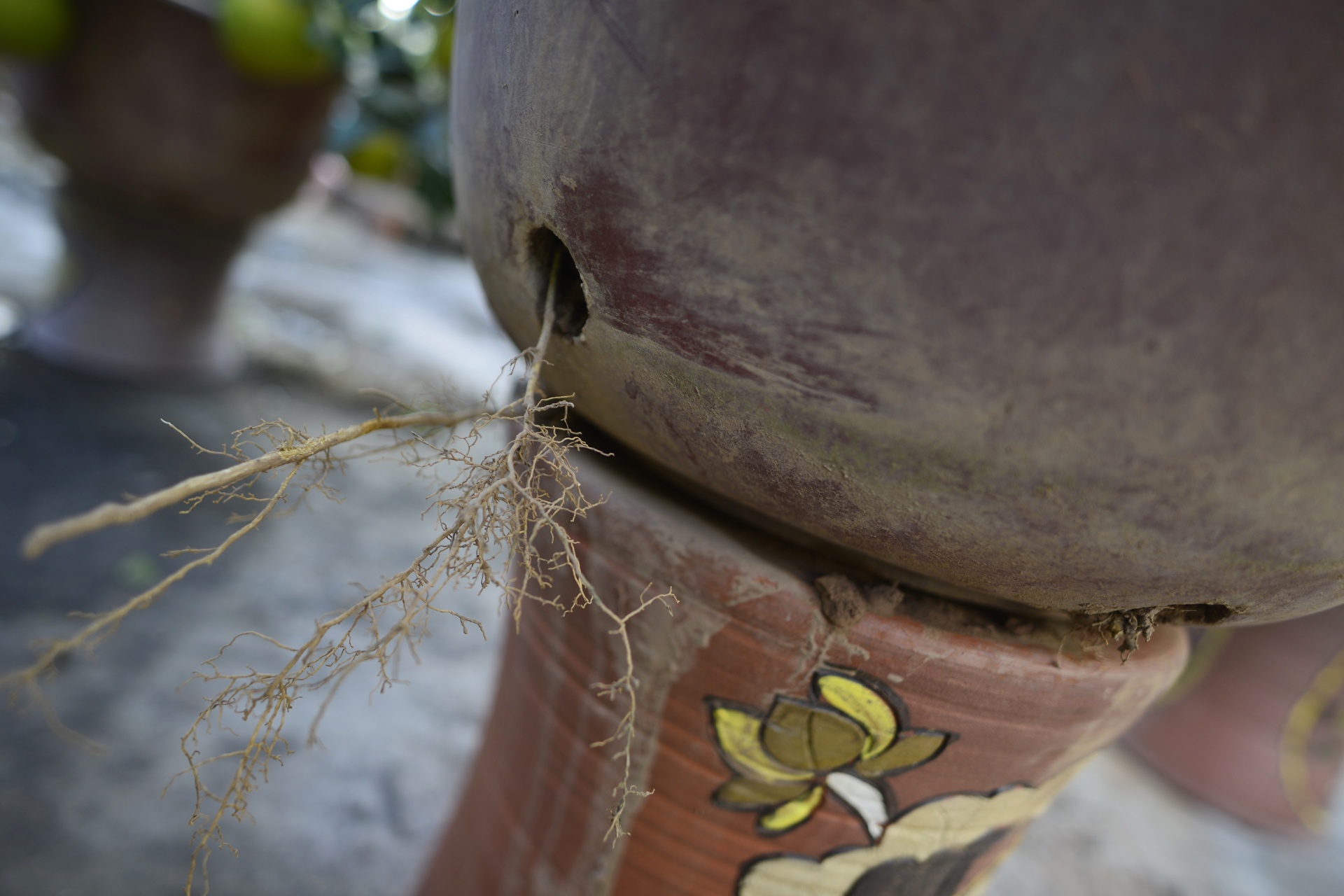 goc buoi 200 qua cua lao nong Ha thanh anh 6