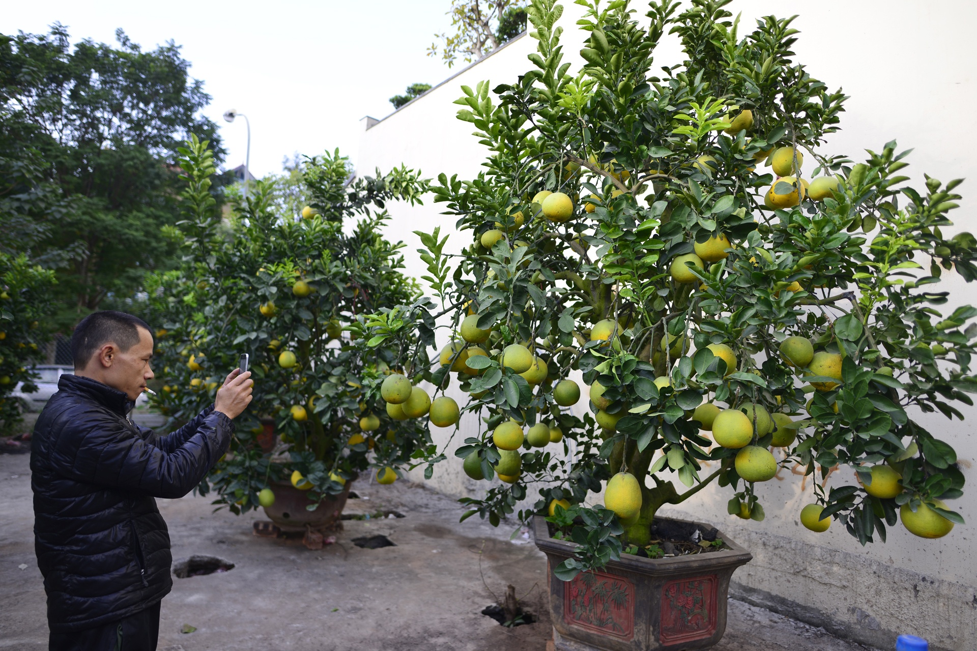 goc buoi 200 qua cua lao nong Ha thanh anh 7