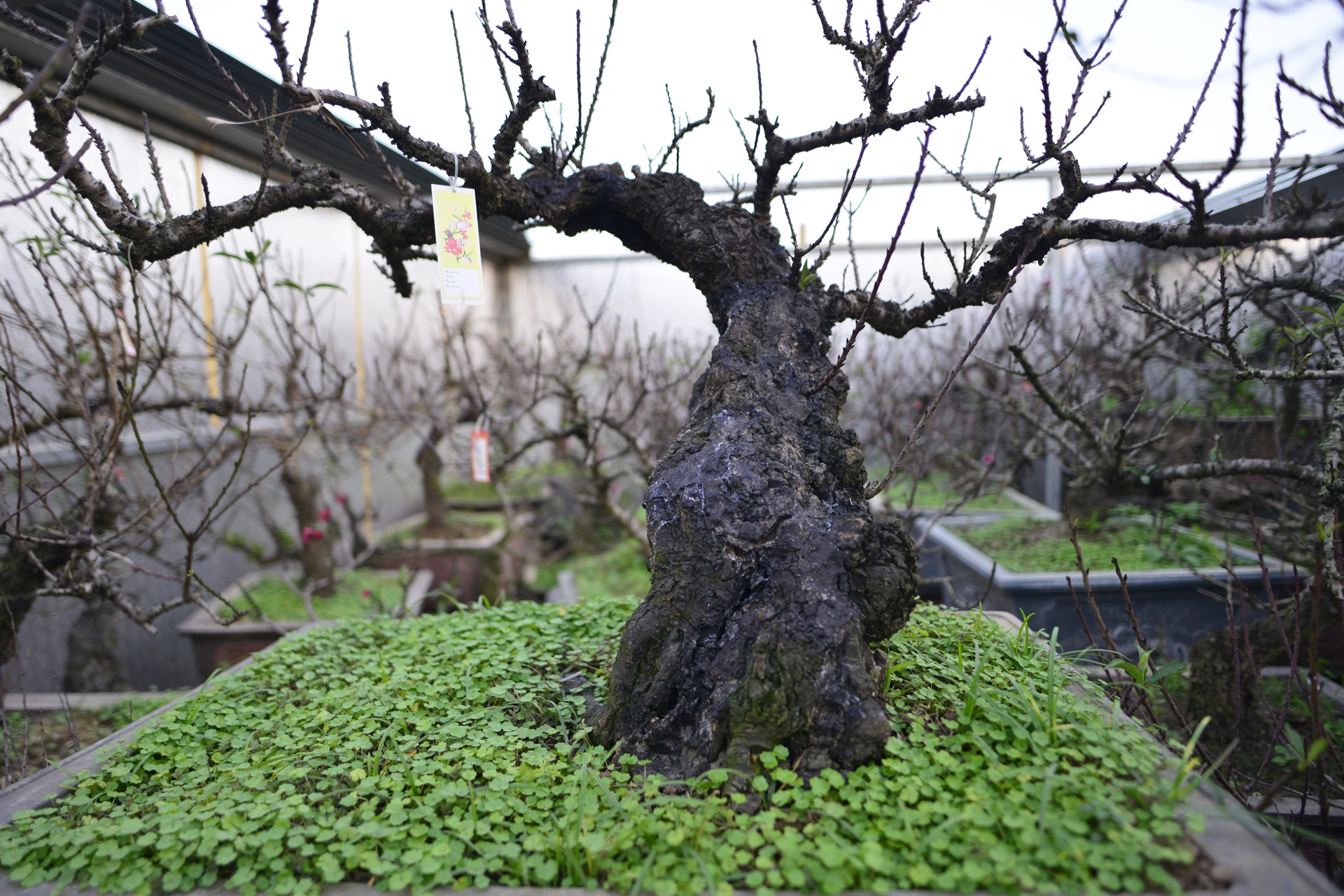 Dung dieu hoa u dao cho bung no anh 7