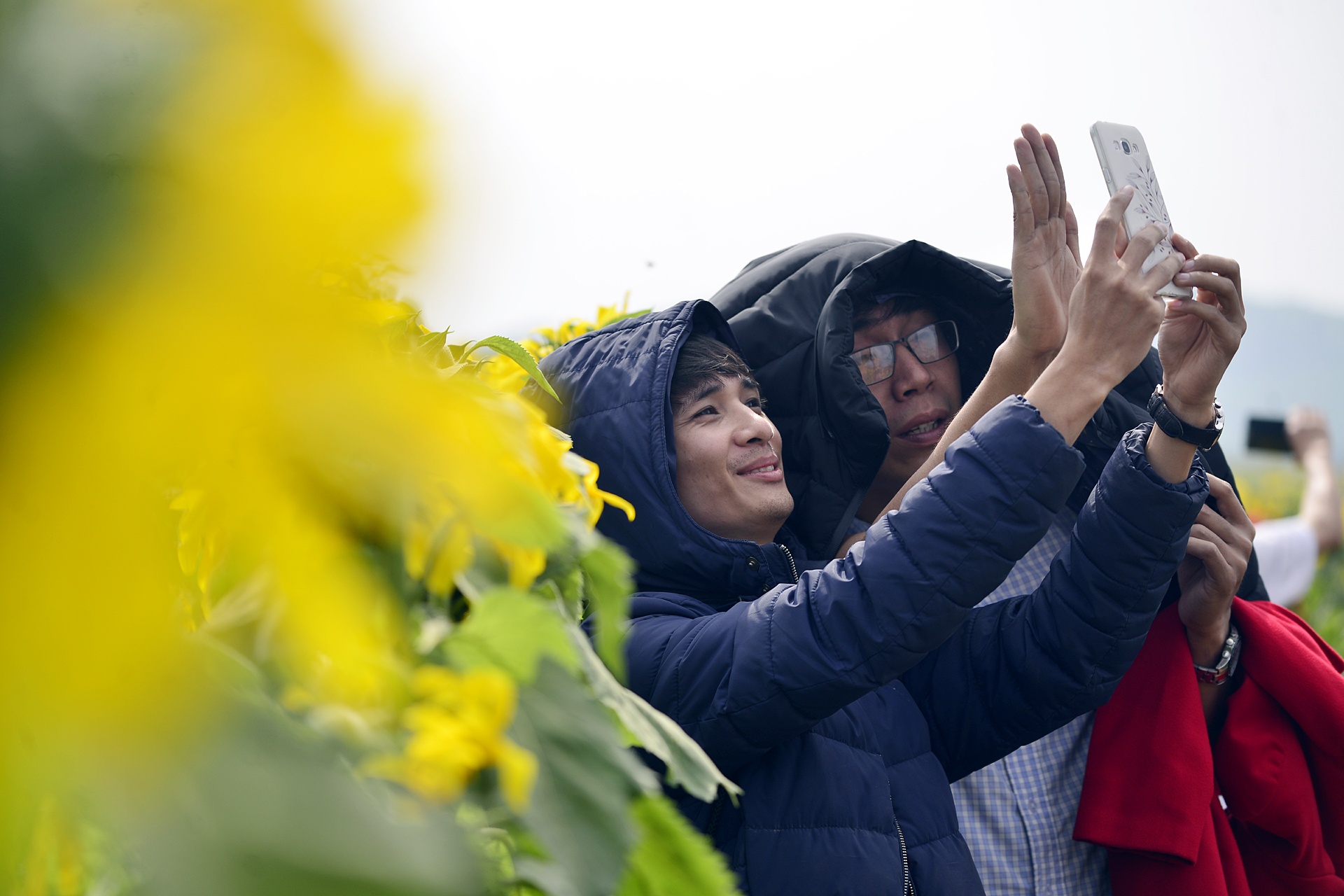 dong hoa huong duong anh 10