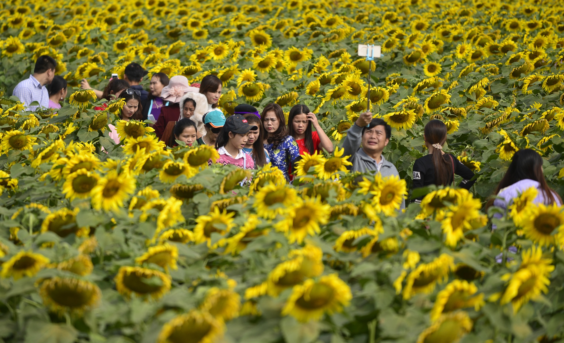 dong hoa huong duong anh 1
