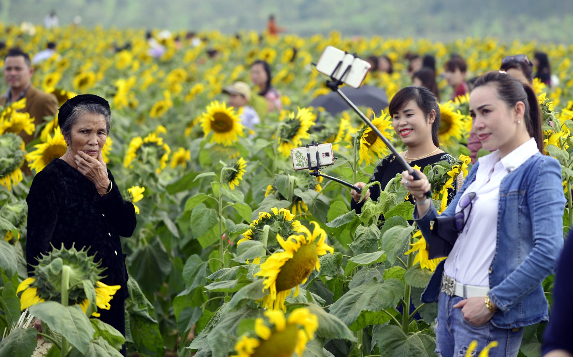 dong hoa huong duong anh 2