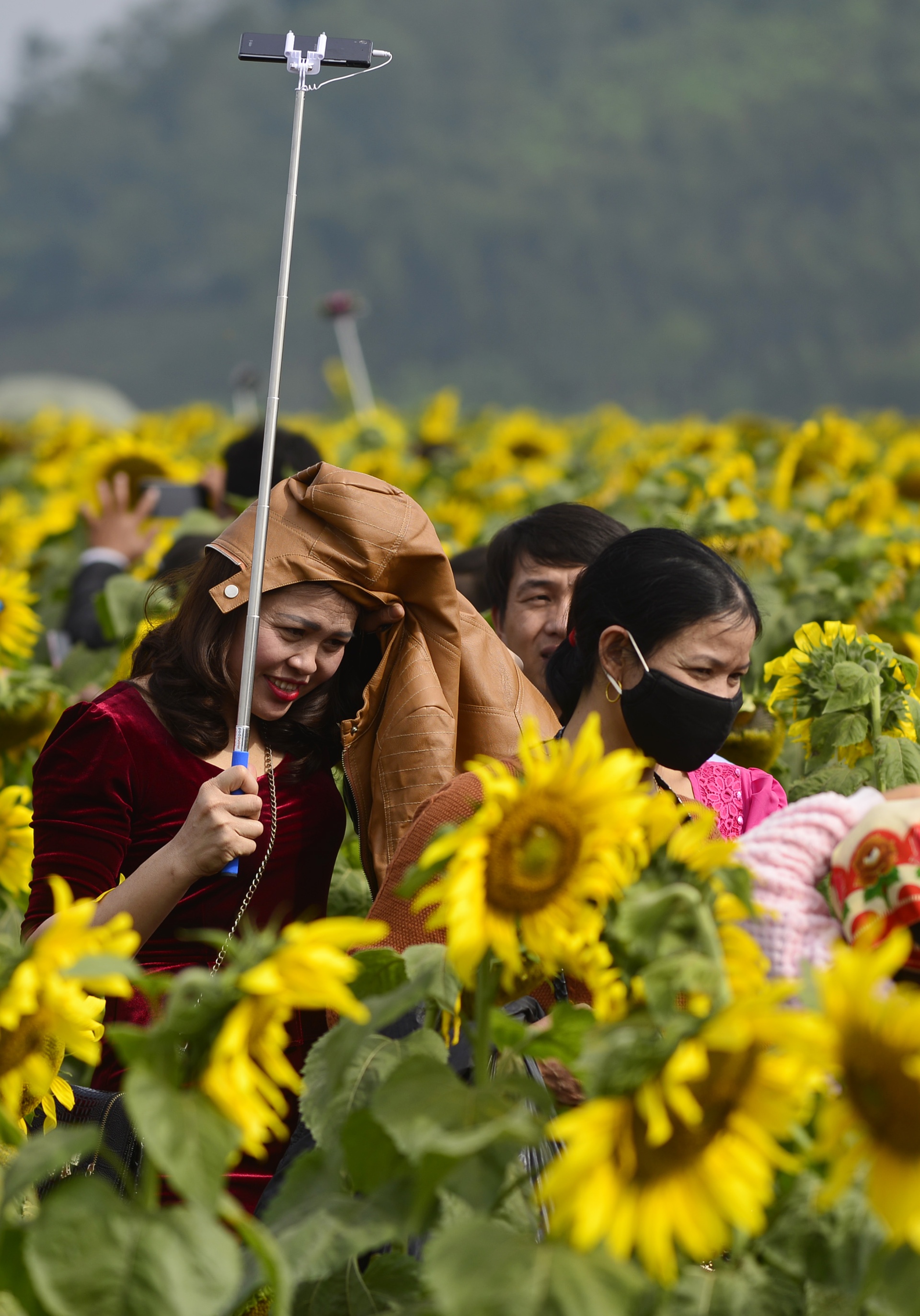 dong hoa huong duong anh 3