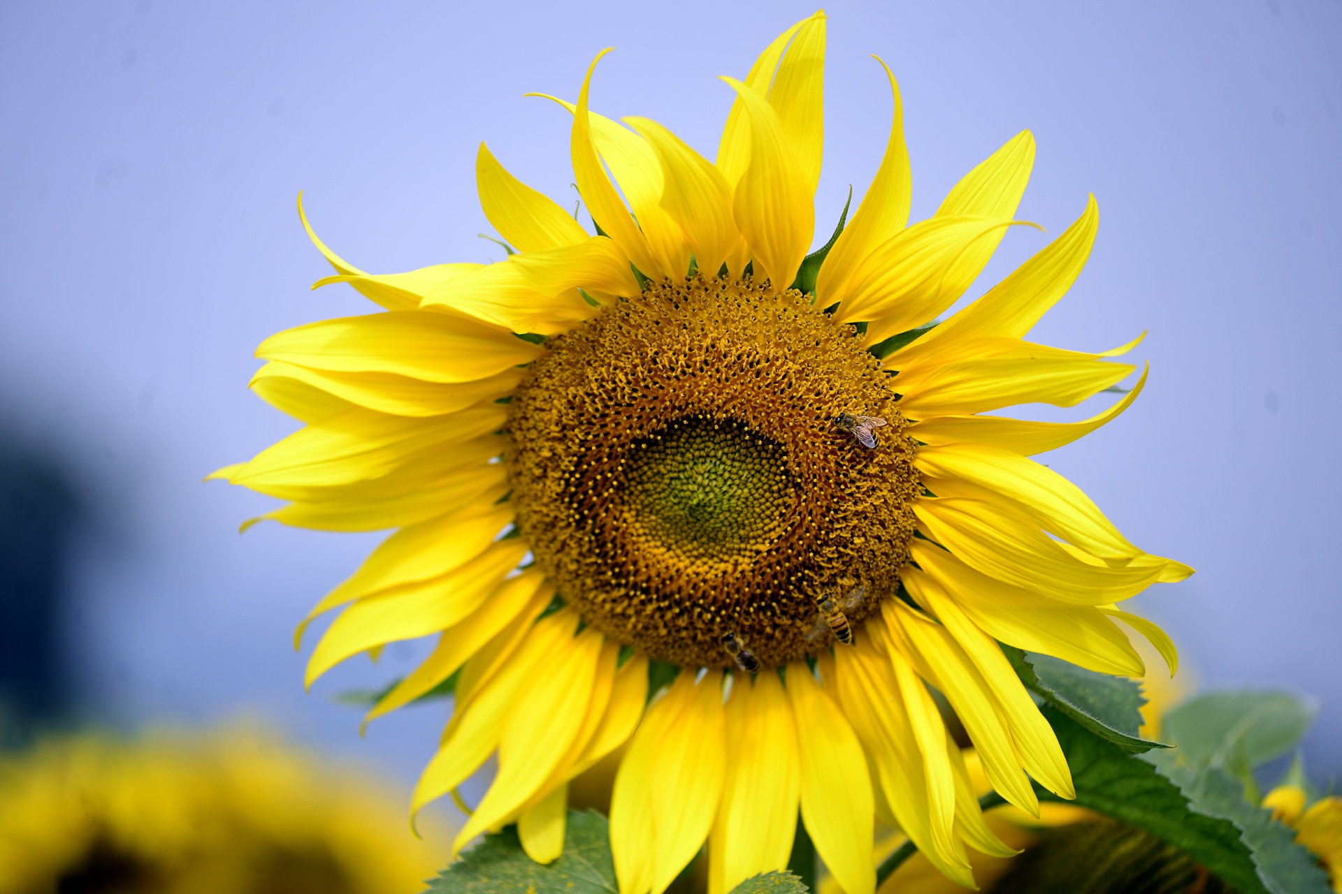 dong hoa huong duong anh 4