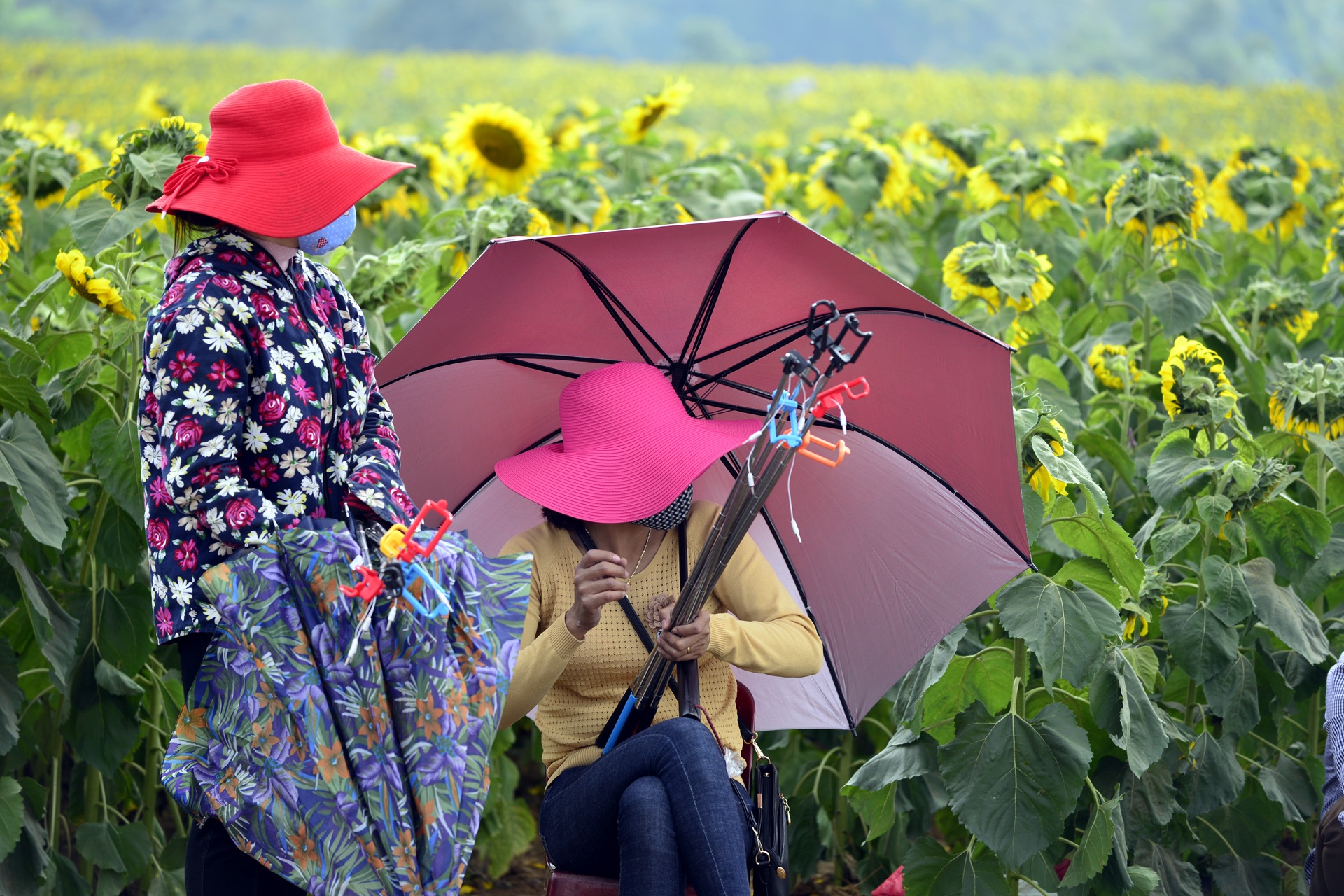 dong hoa huong duong anh 5
