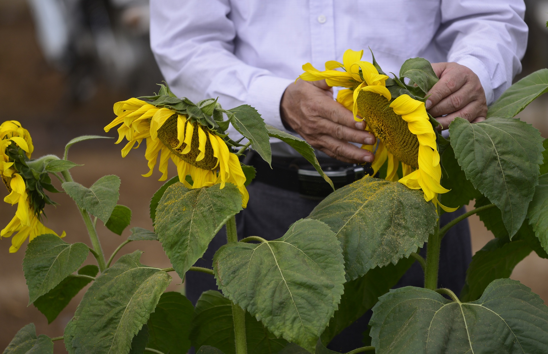 Hoa huong duong heo ua truoc ngay khai hoi hinh anh