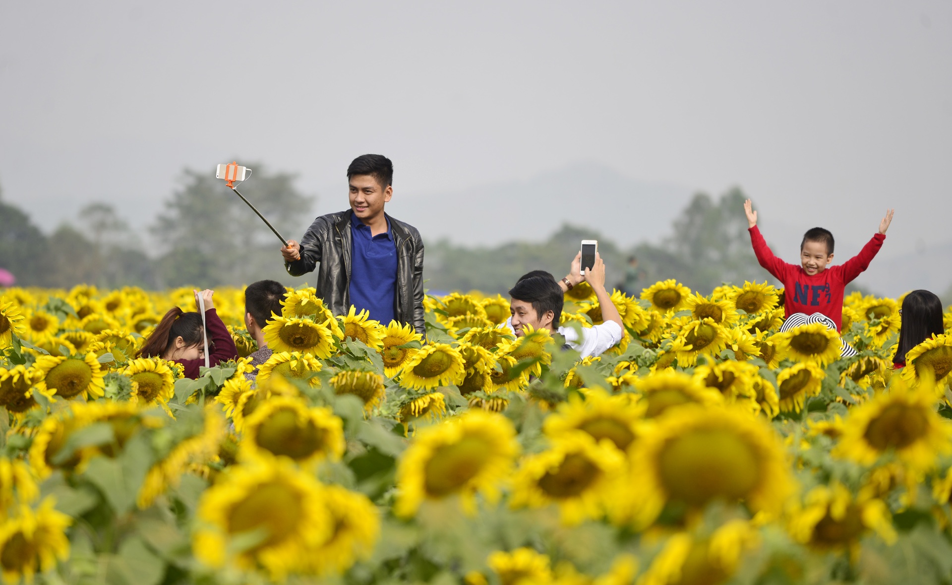 dong hoa huong duong anh 6