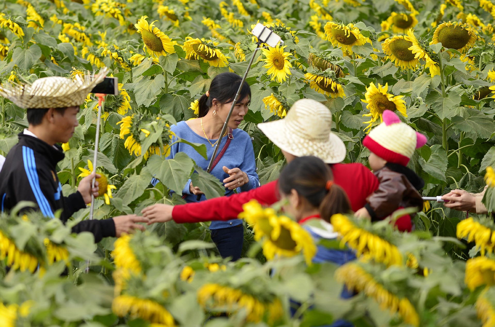 dong hoa huong duong anh 7