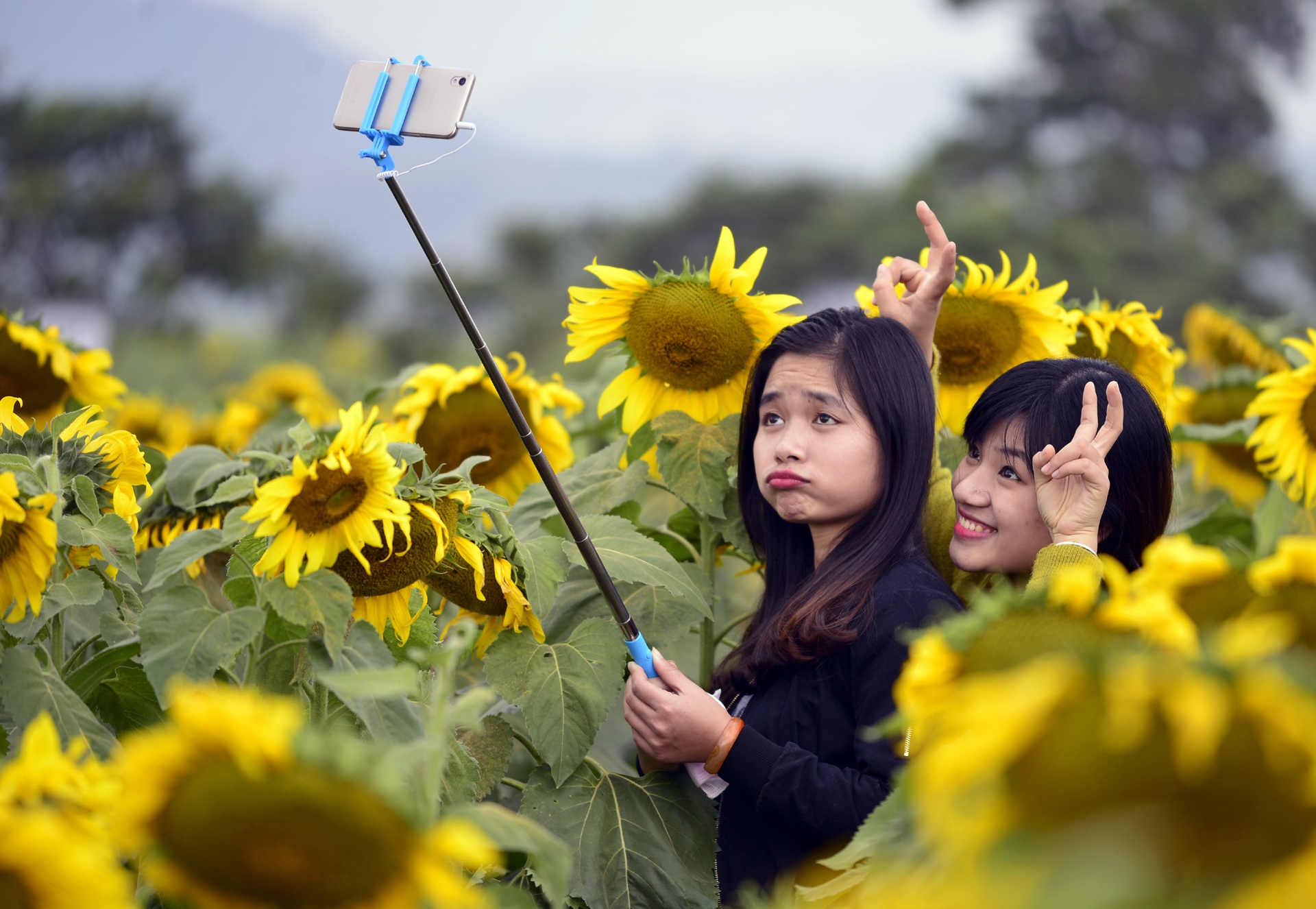 dong hoa huong duong anh 8