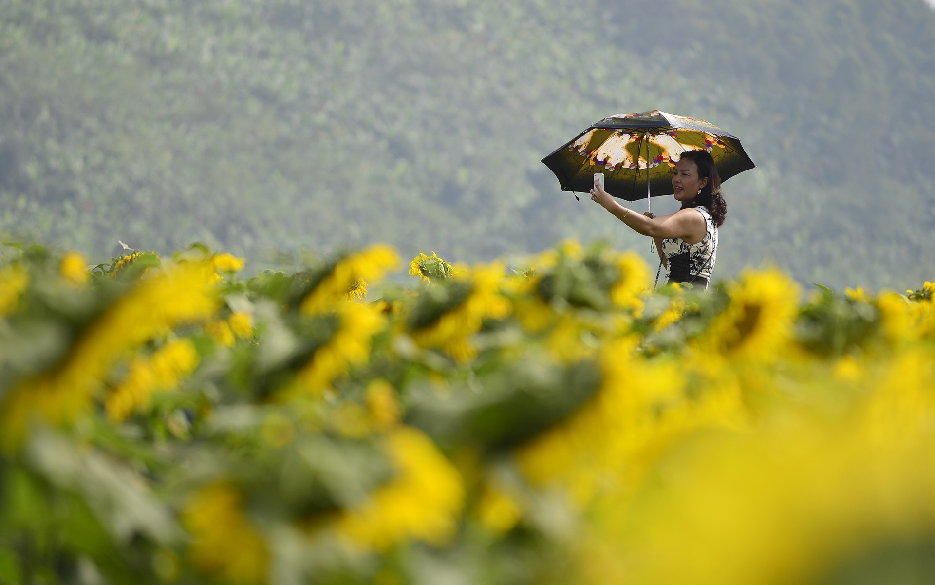 dong hoa huong duong anh 9