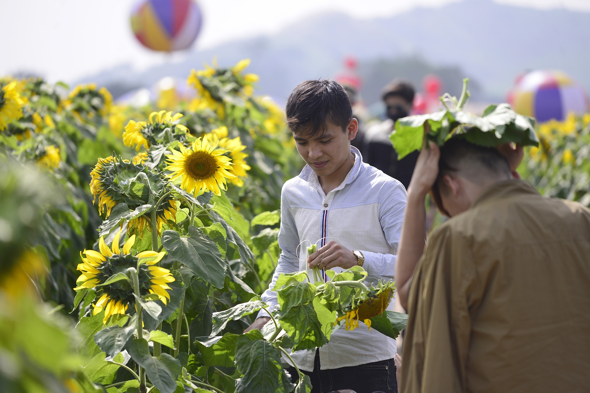 pha rao,  chen chuc tai canh dong hoa huong duong anh 9