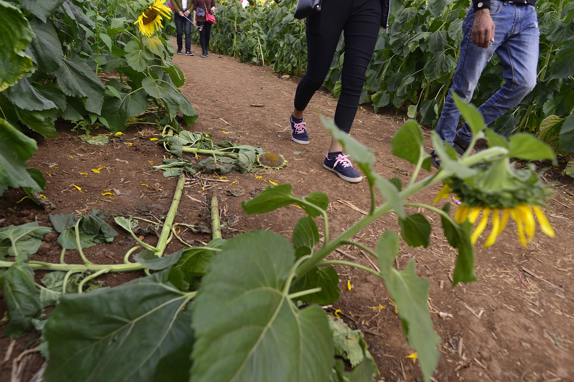 pha rao,  chen chuc tai canh dong hoa huong duong anh 10