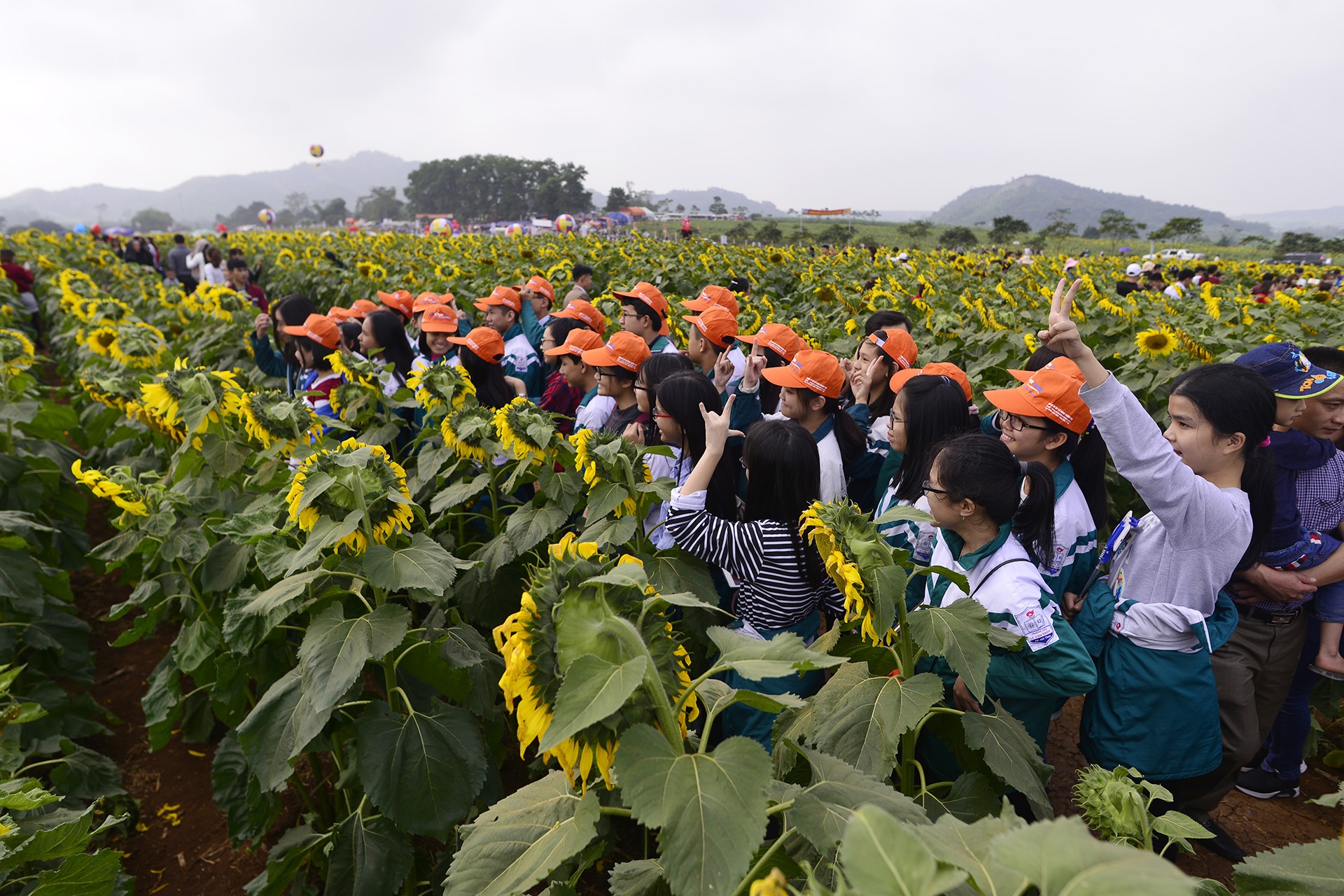 pha rao,  chen chuc tai canh dong hoa huong duong anh 11