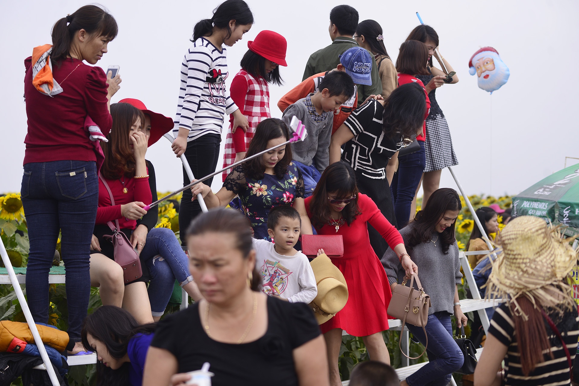 pha rao,  chen chuc tai canh dong hoa huong duong anh 12