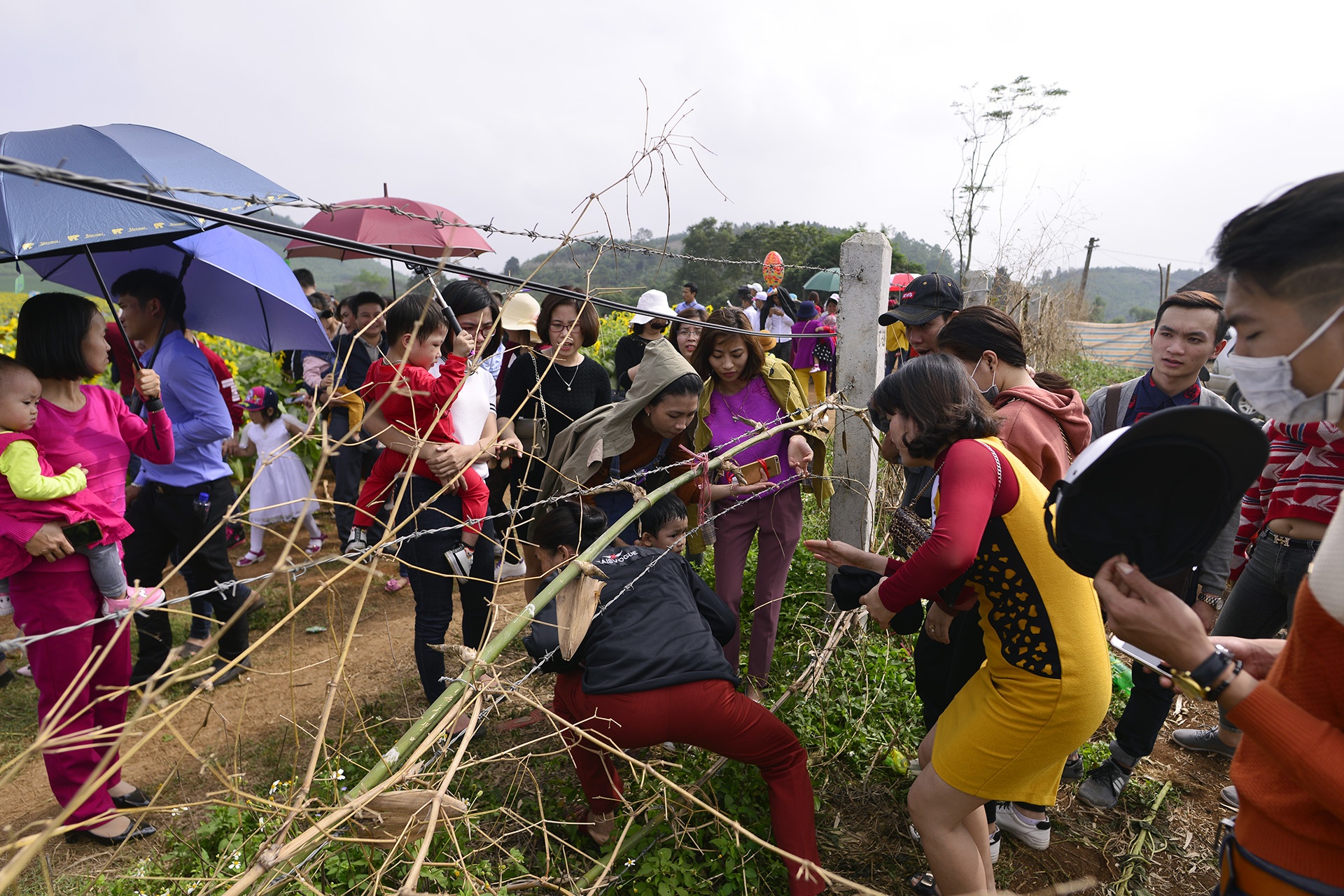pha rao,  chen chuc tai canh dong hoa huong duong anh 3