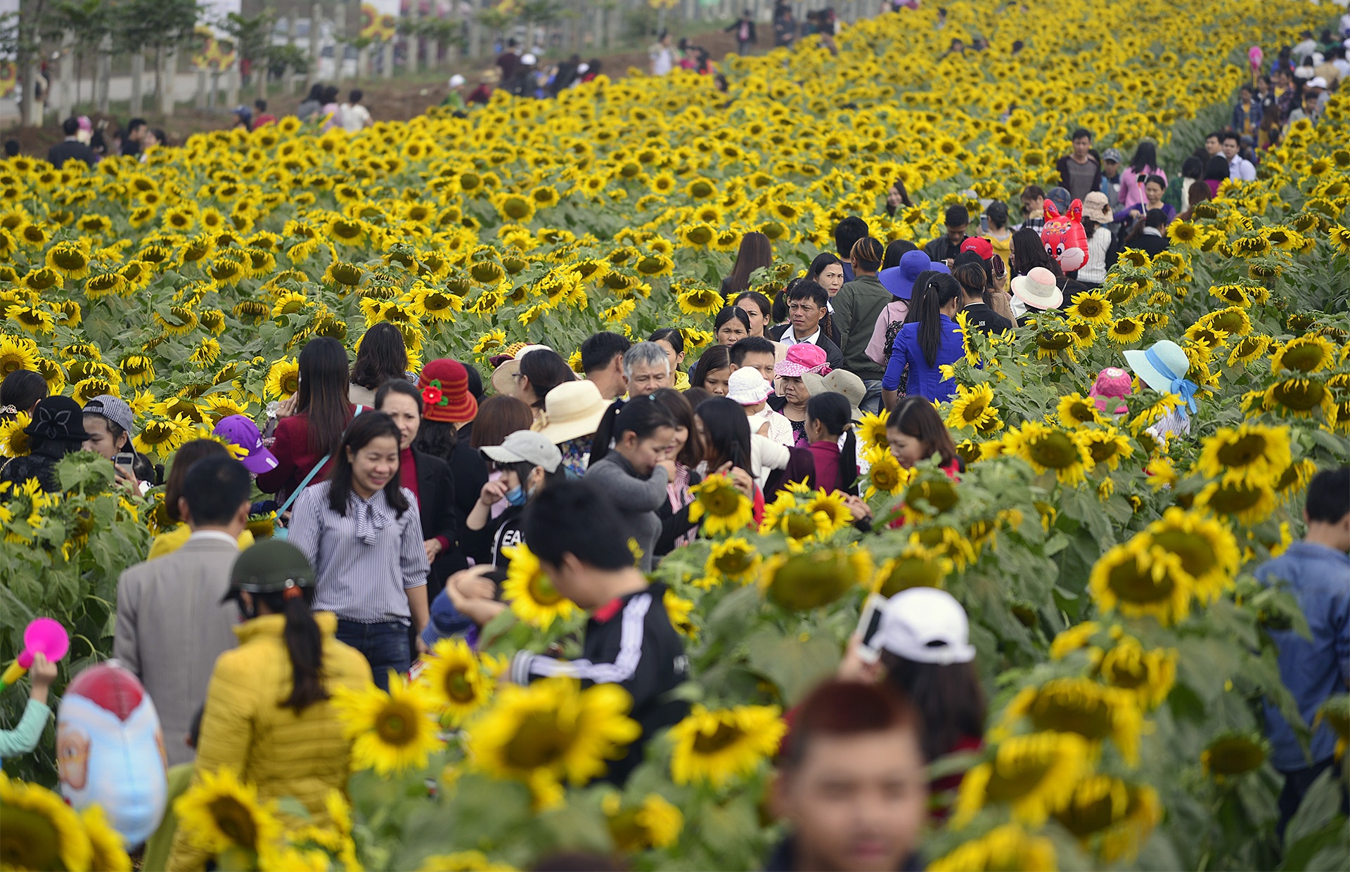 pha rao,  chen chuc tai canh dong hoa huong duong anh 6