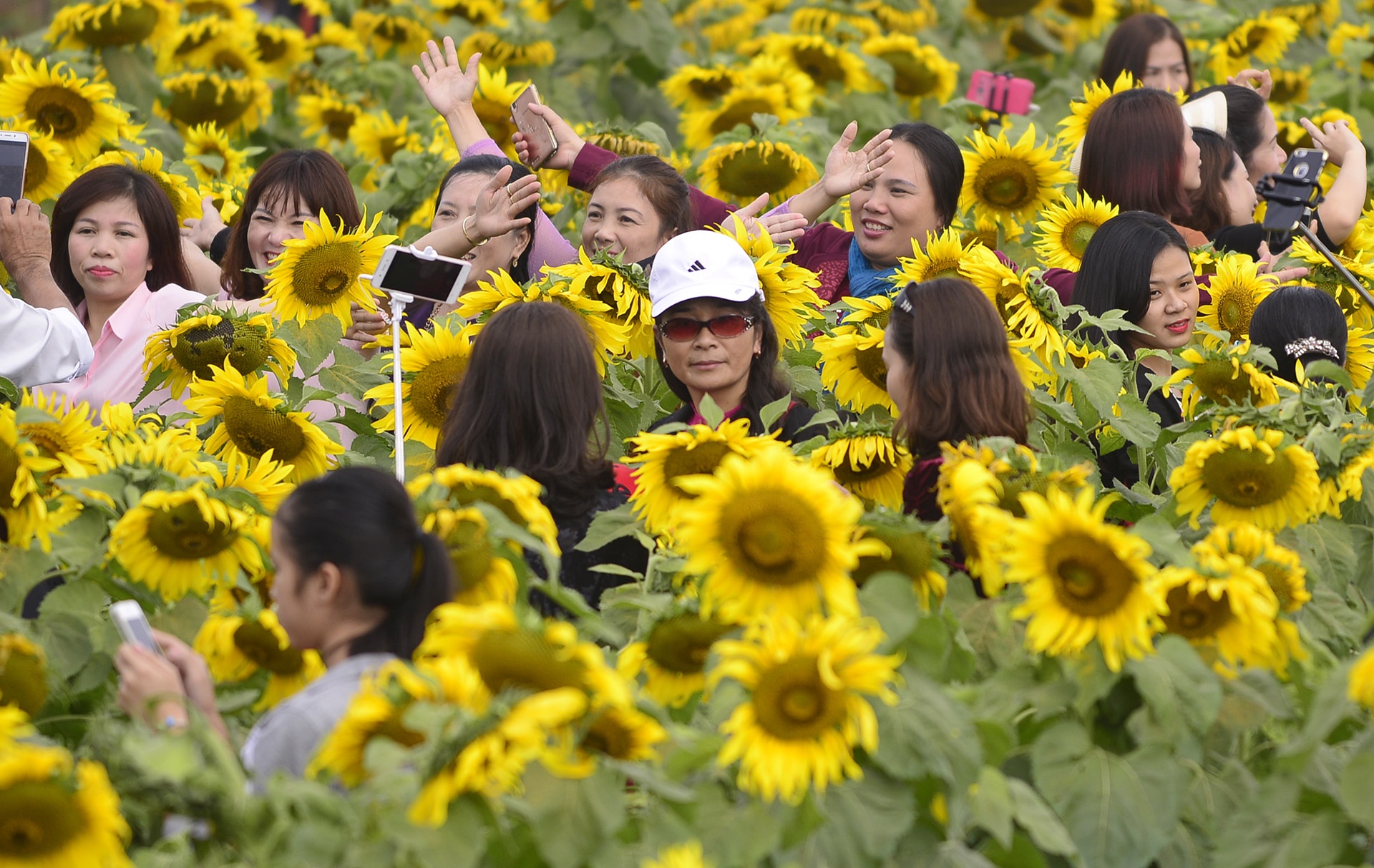 pha rao,  chen chuc tai canh dong hoa huong duong anh 7
