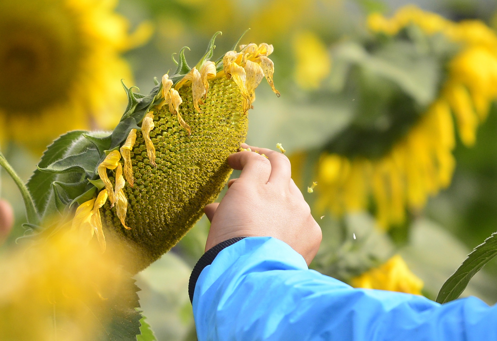 pha rao,  chen chuc tai canh dong hoa huong duong anh 8