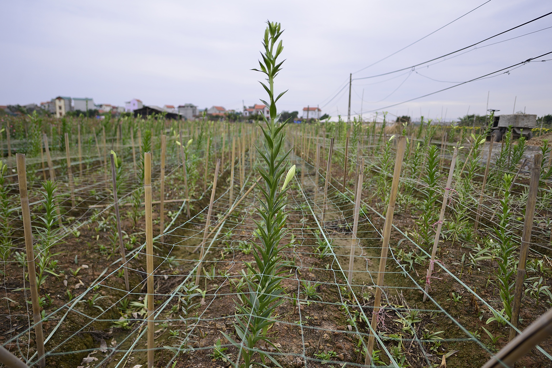 ly no som,  nguoi trong hoa that thu,  ly no som anh 9