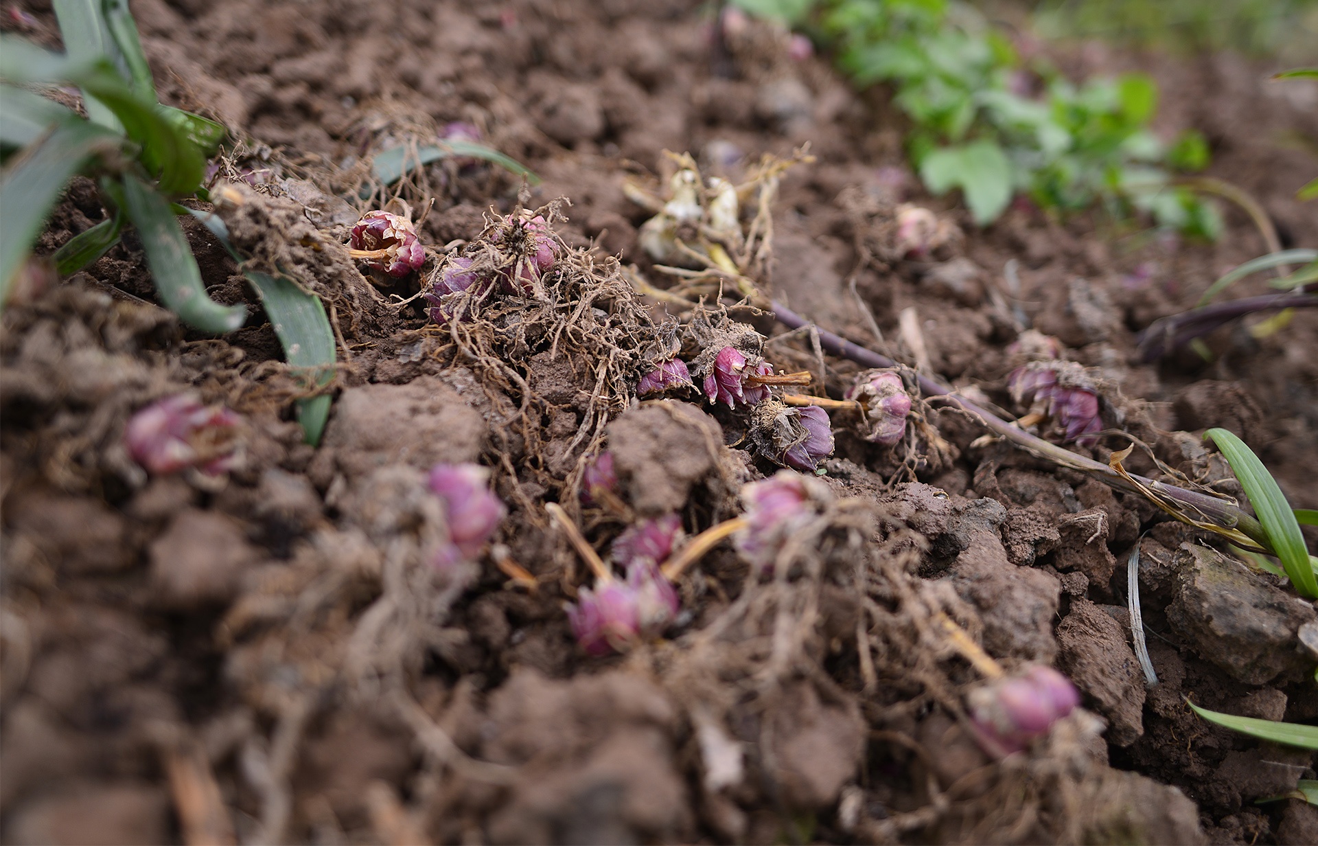 ly no som,  nguoi trong hoa that thu,  ly no som anh 10