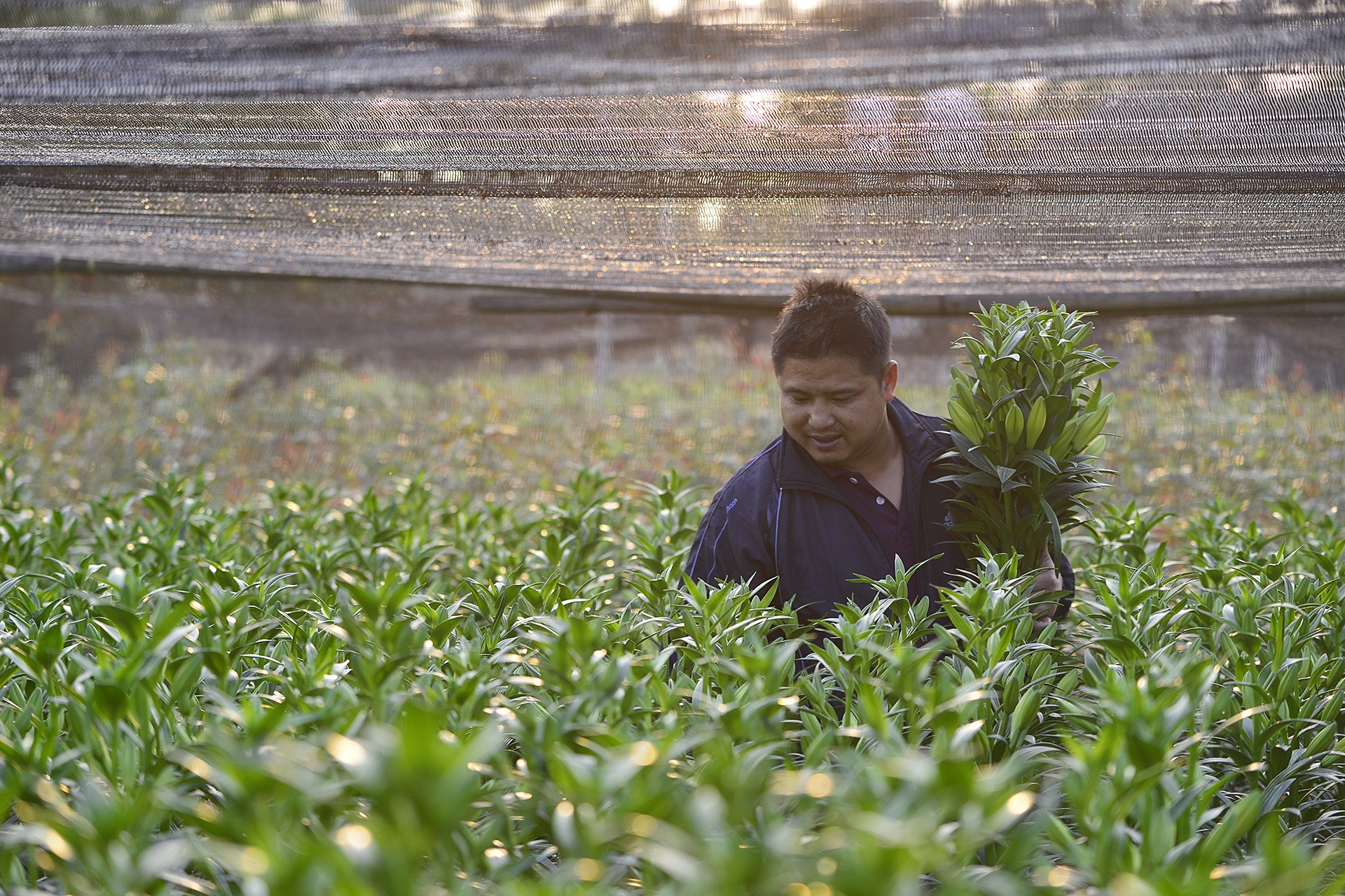 ly no som,  nguoi trong hoa that thu,  ly no som anh 2