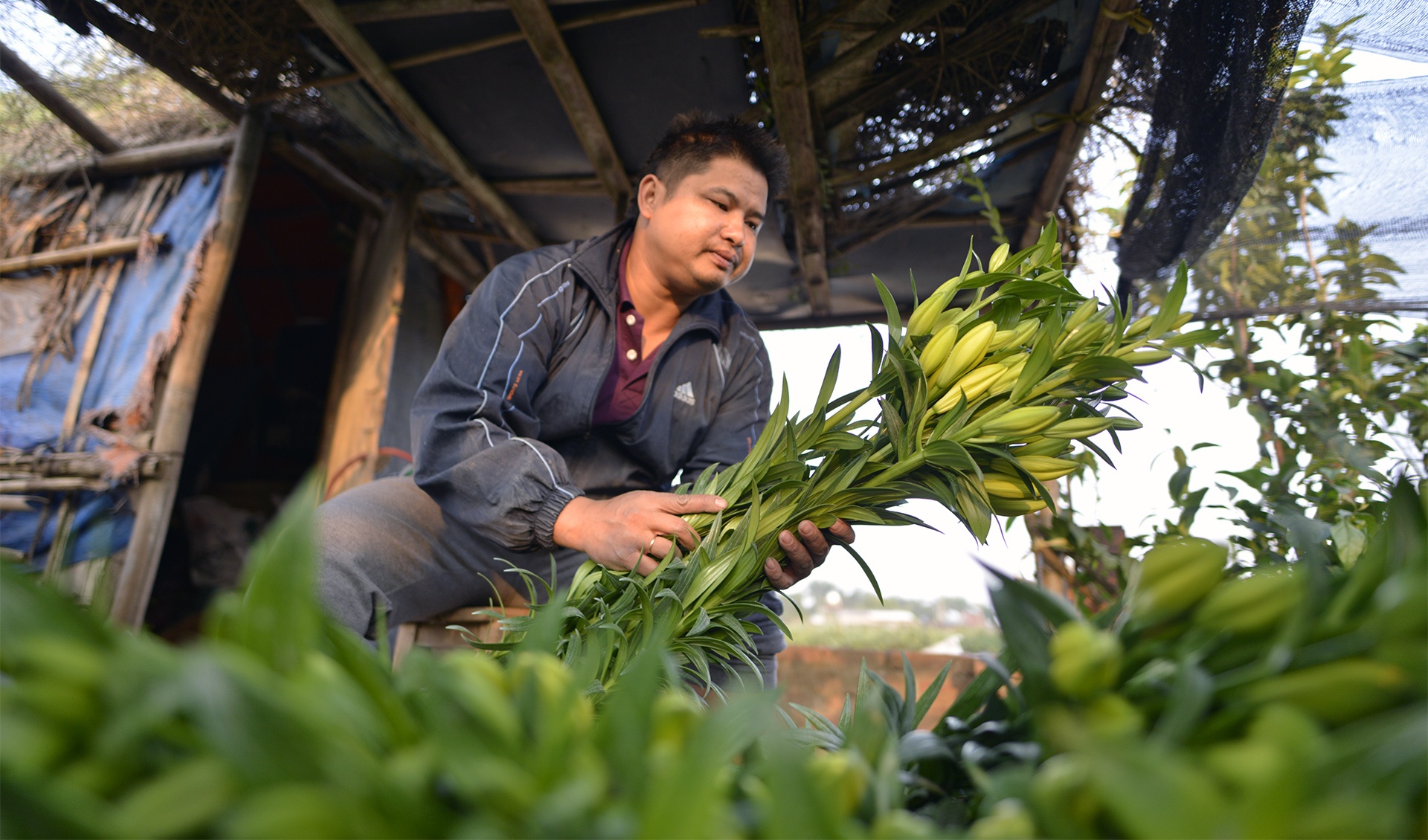 ly no som,  nguoi trong hoa that thu,  ly no som anh 3