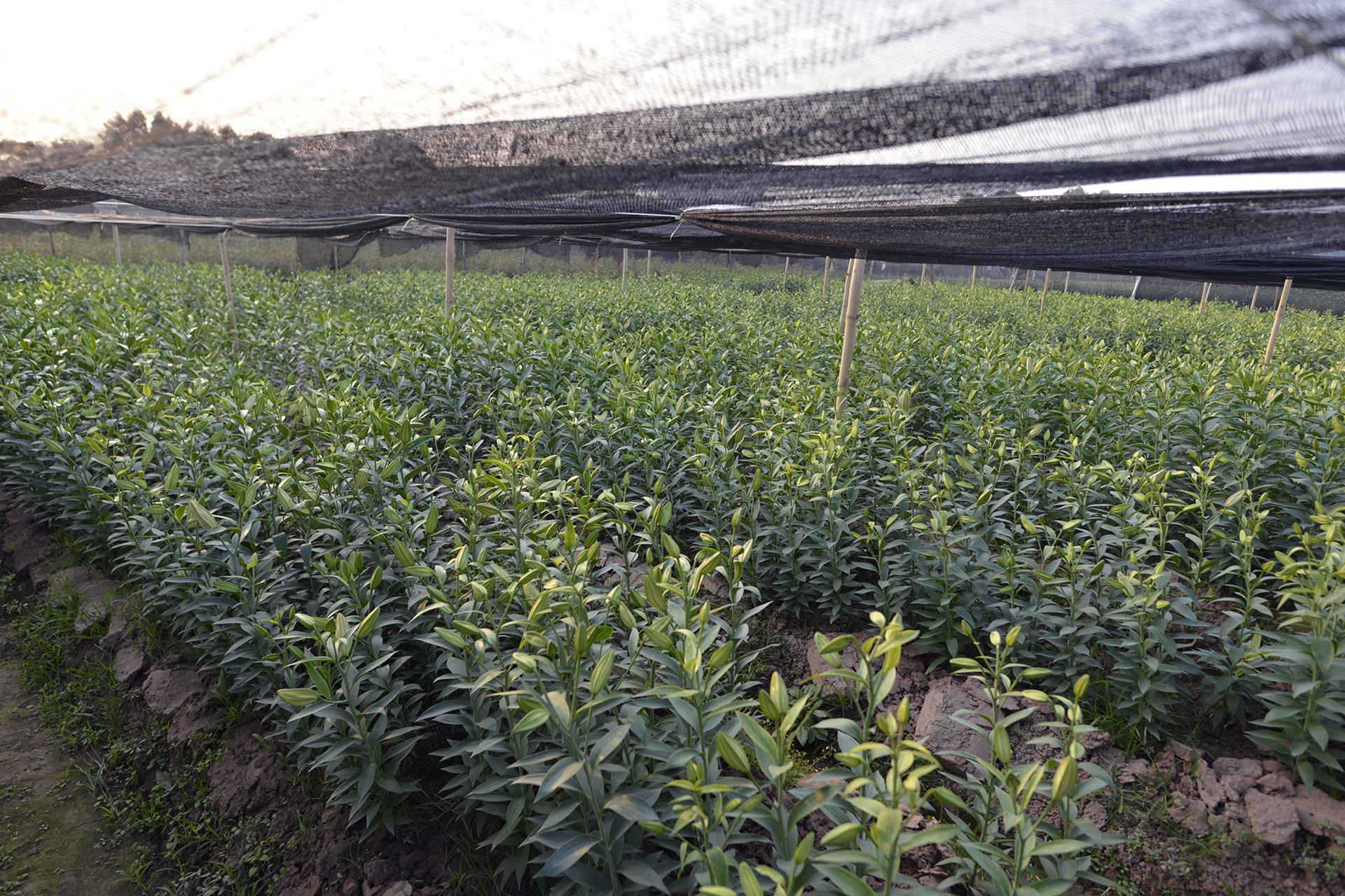 ly no som,  nguoi trong hoa that thu,  ly no som anh 1