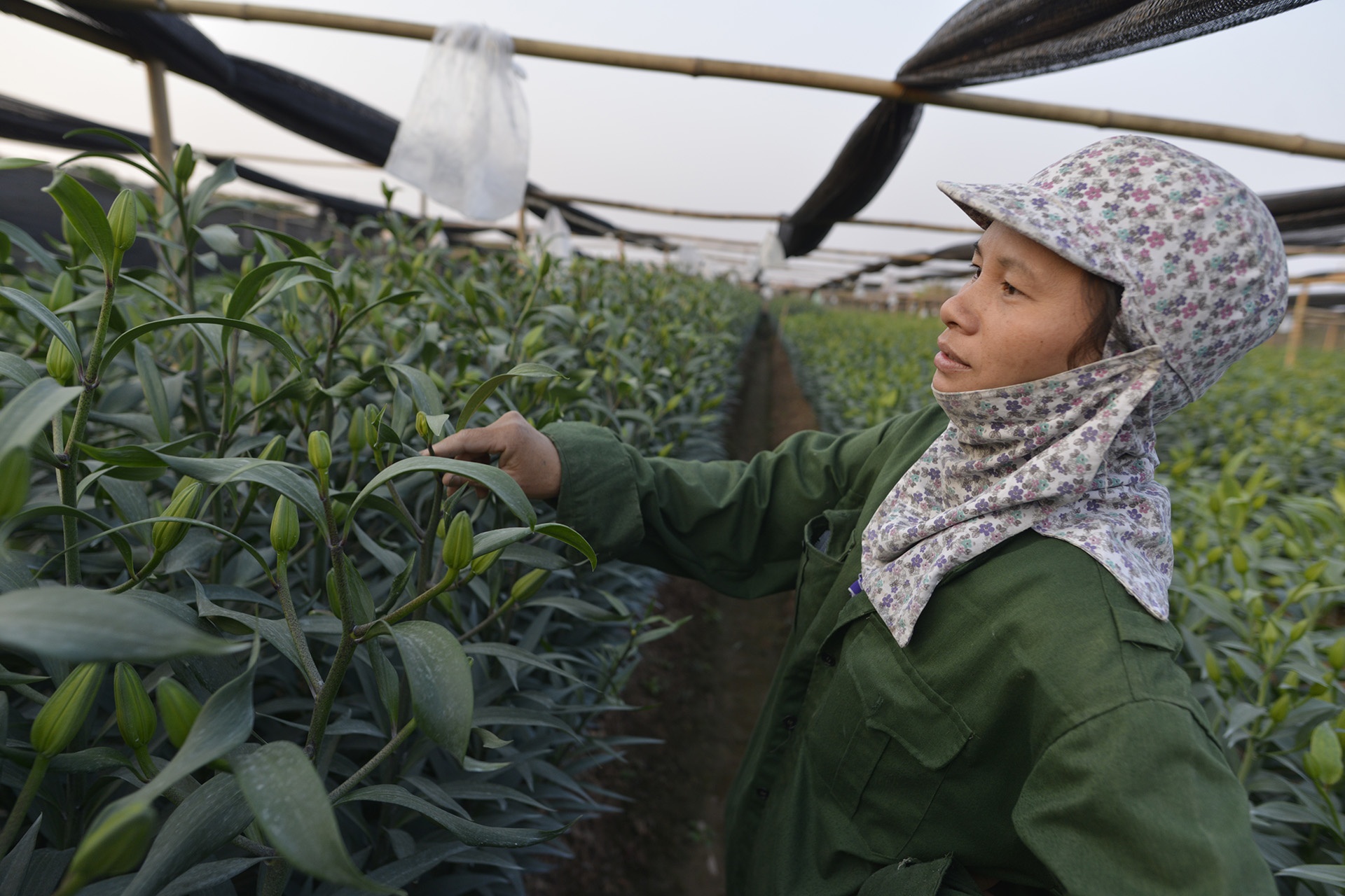 ly no som,  nguoi trong hoa that thu,  ly no som anh 5