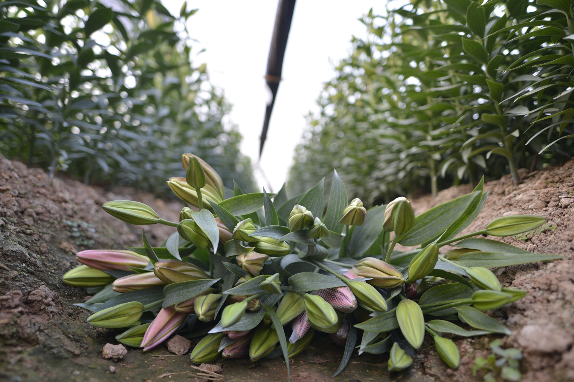 ly no som,  nguoi trong hoa that thu,  ly no som anh 4