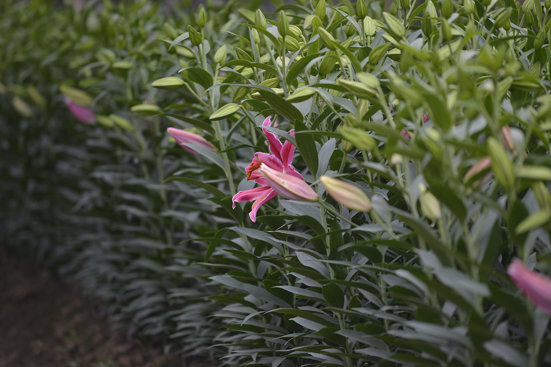 ly no som,  nguoi trong hoa that thu,  ly no som anh 6