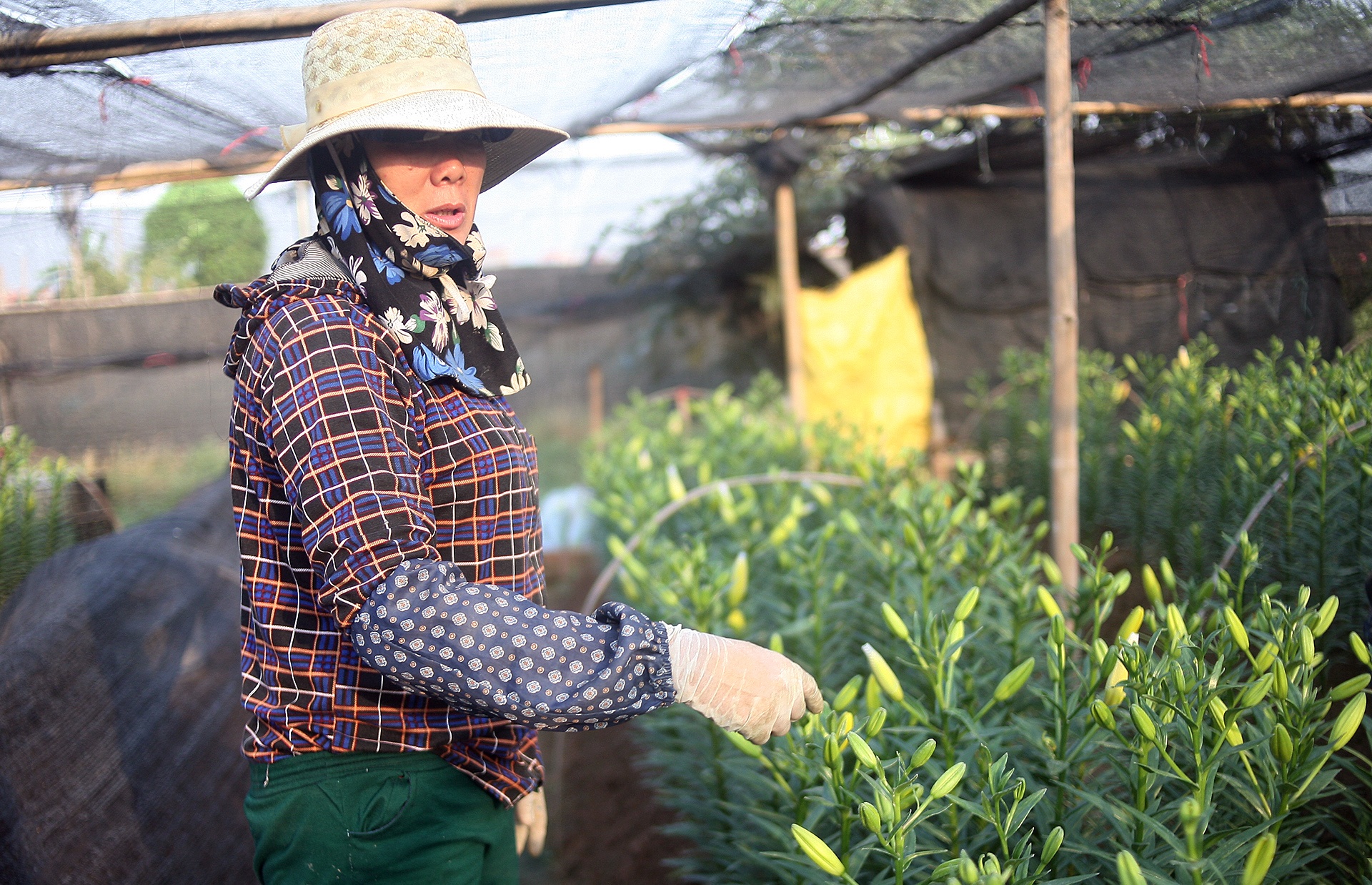 ly no som,  nguoi trong hoa that thu,  ly no som anh 7