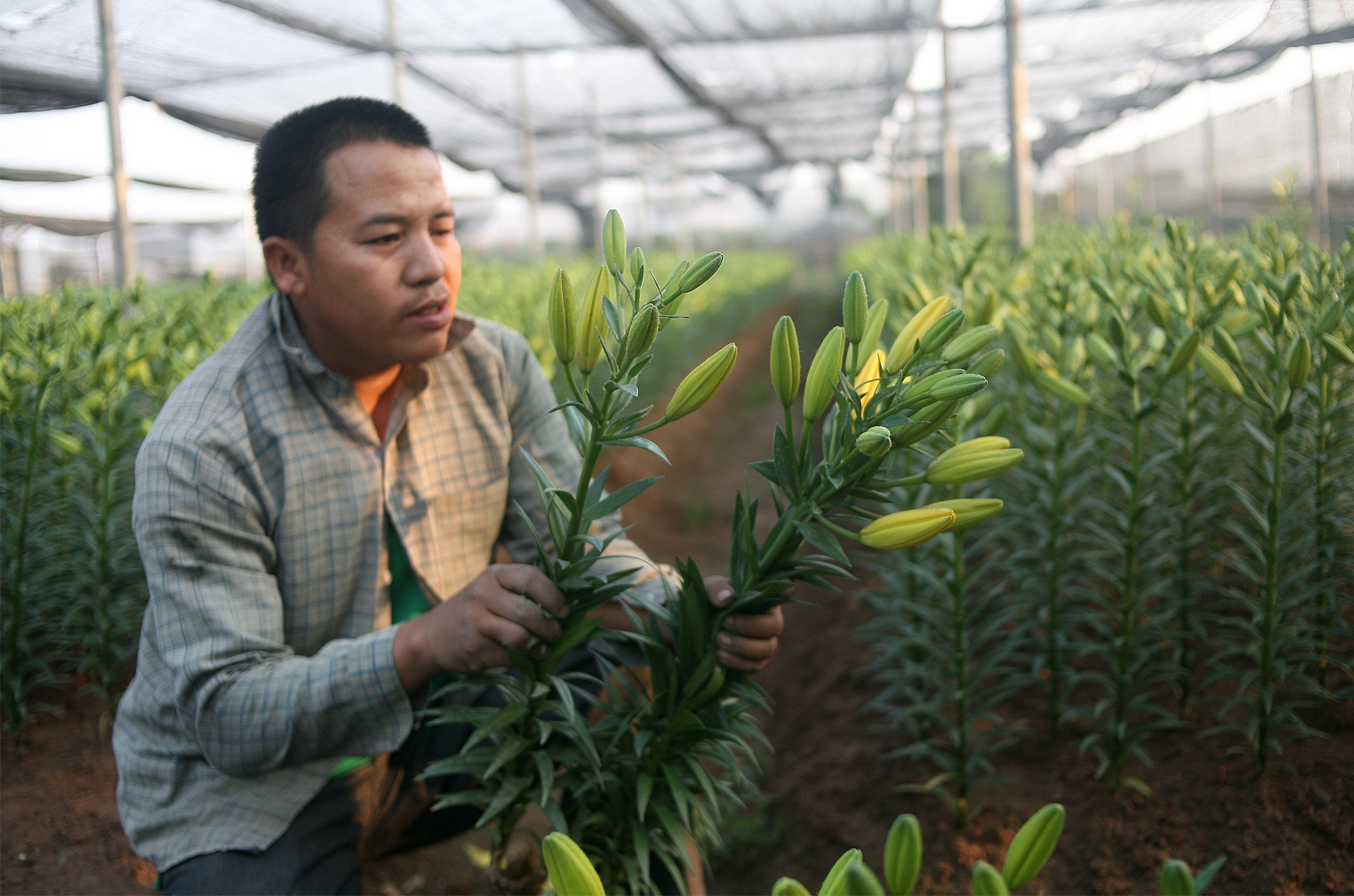 Nong dan om lo vi hoa ly ngoai no som truoc Tet hinh anh