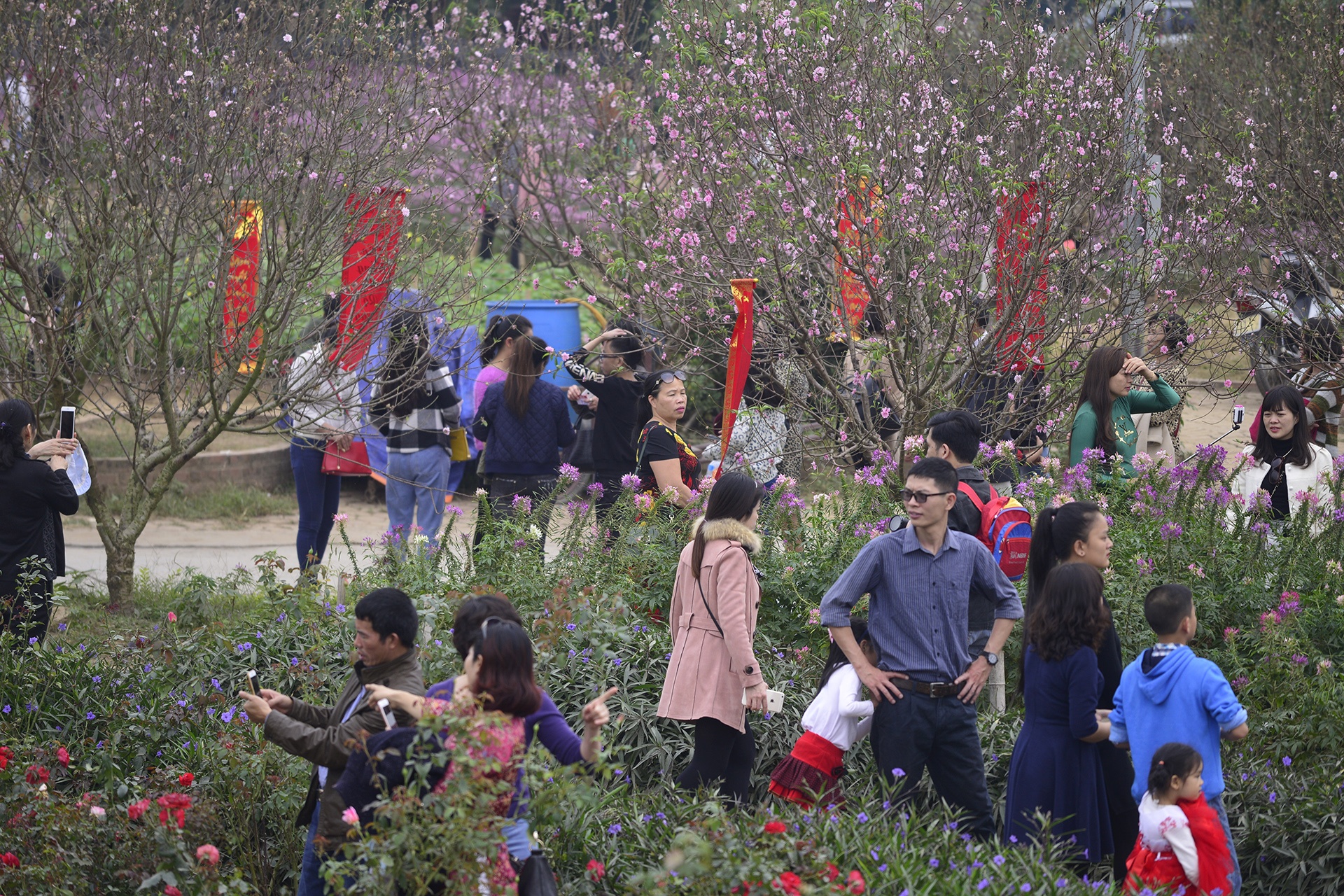 Vuon dao Nhat Tan dong duc du khach ngay nghi le hinh anh