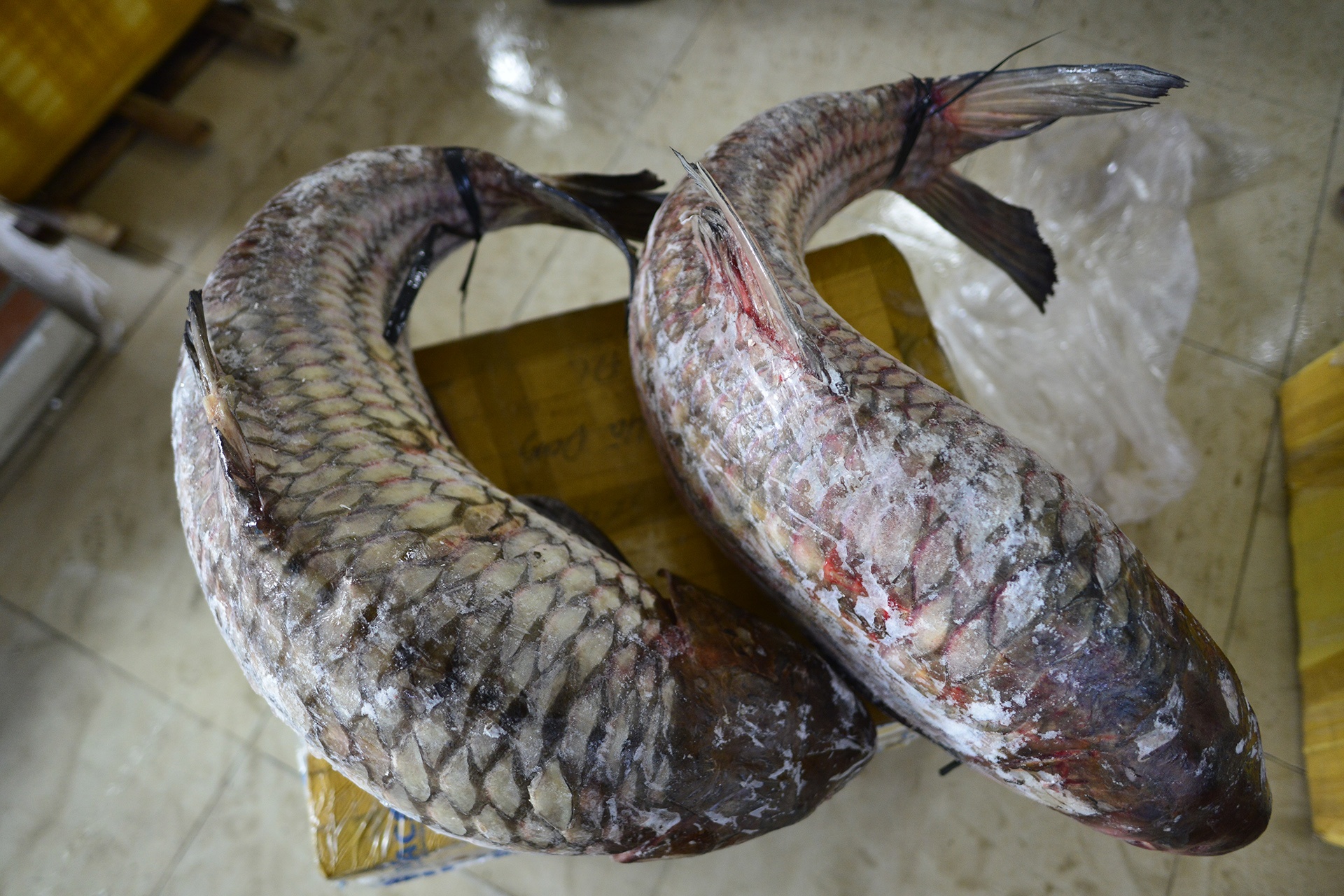 Ca khung don Tet o Ha Noi anh 11