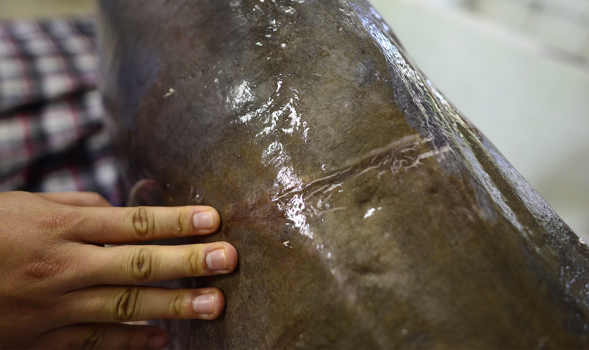 Ca khung don Tet o Ha Noi anh 5