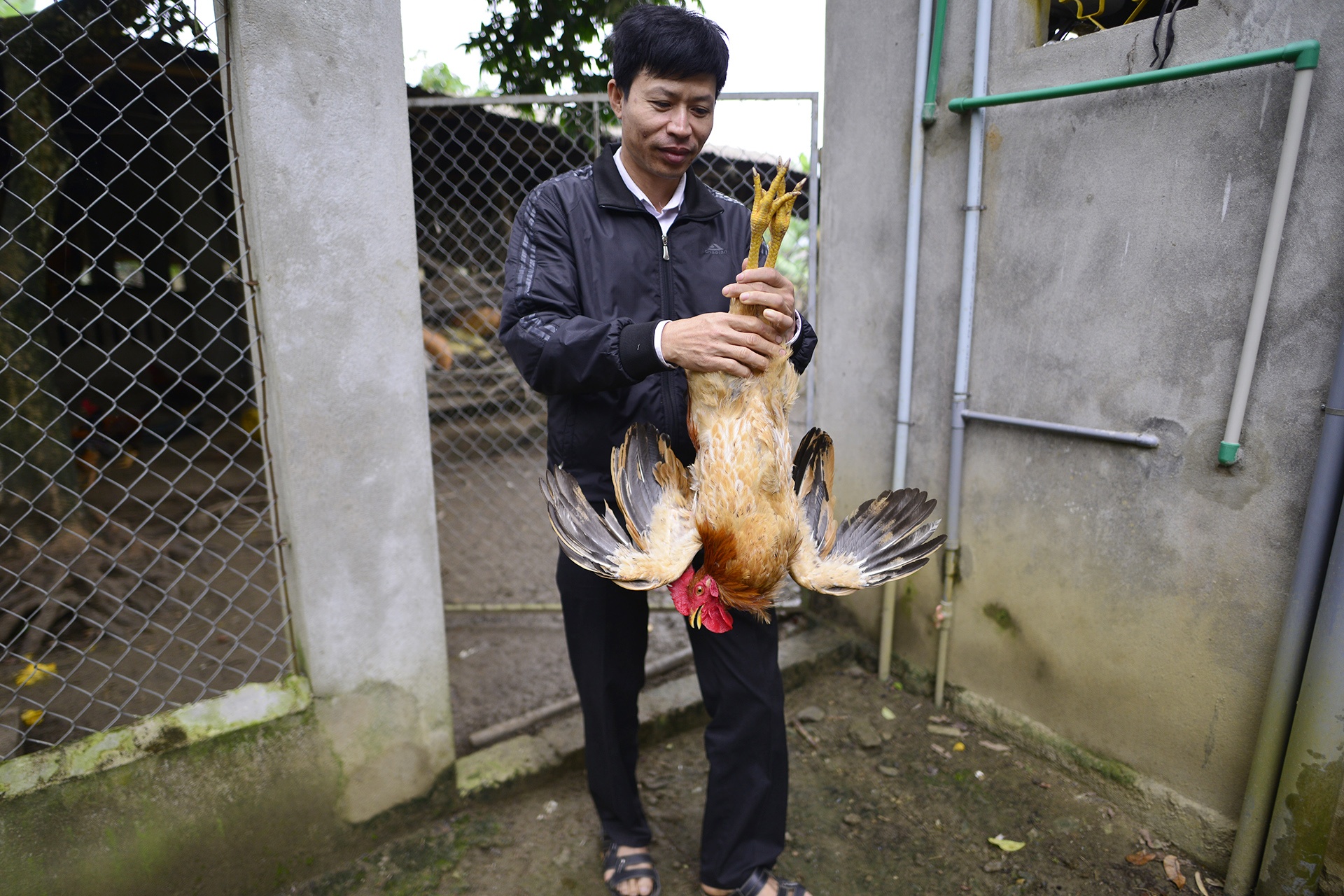 dac san ga trong thien Yen Bai anh 10