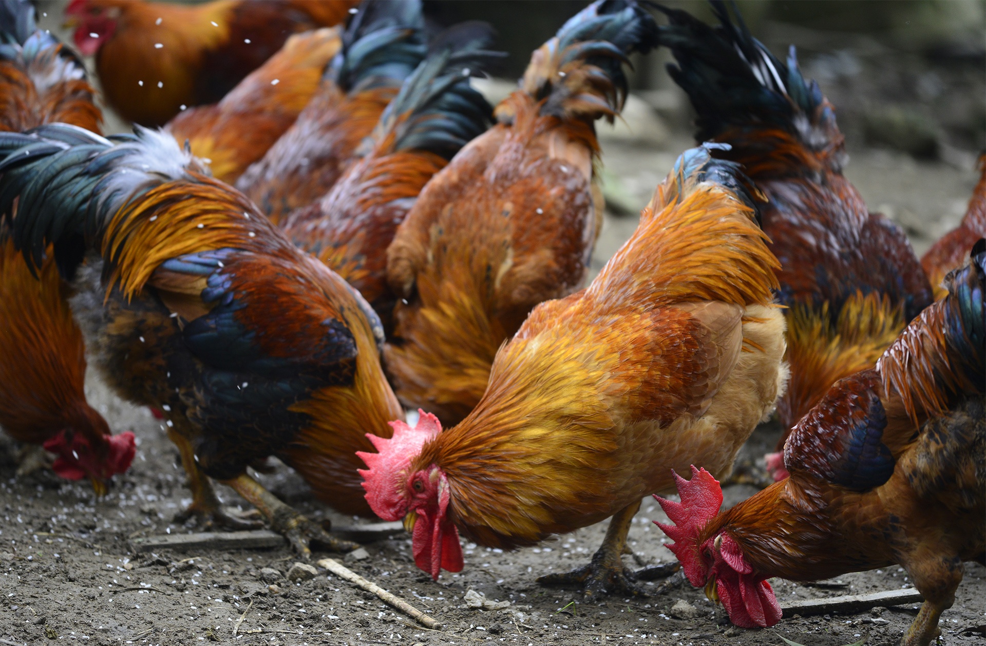 dac san ga trong thien Yen Bai anh 1