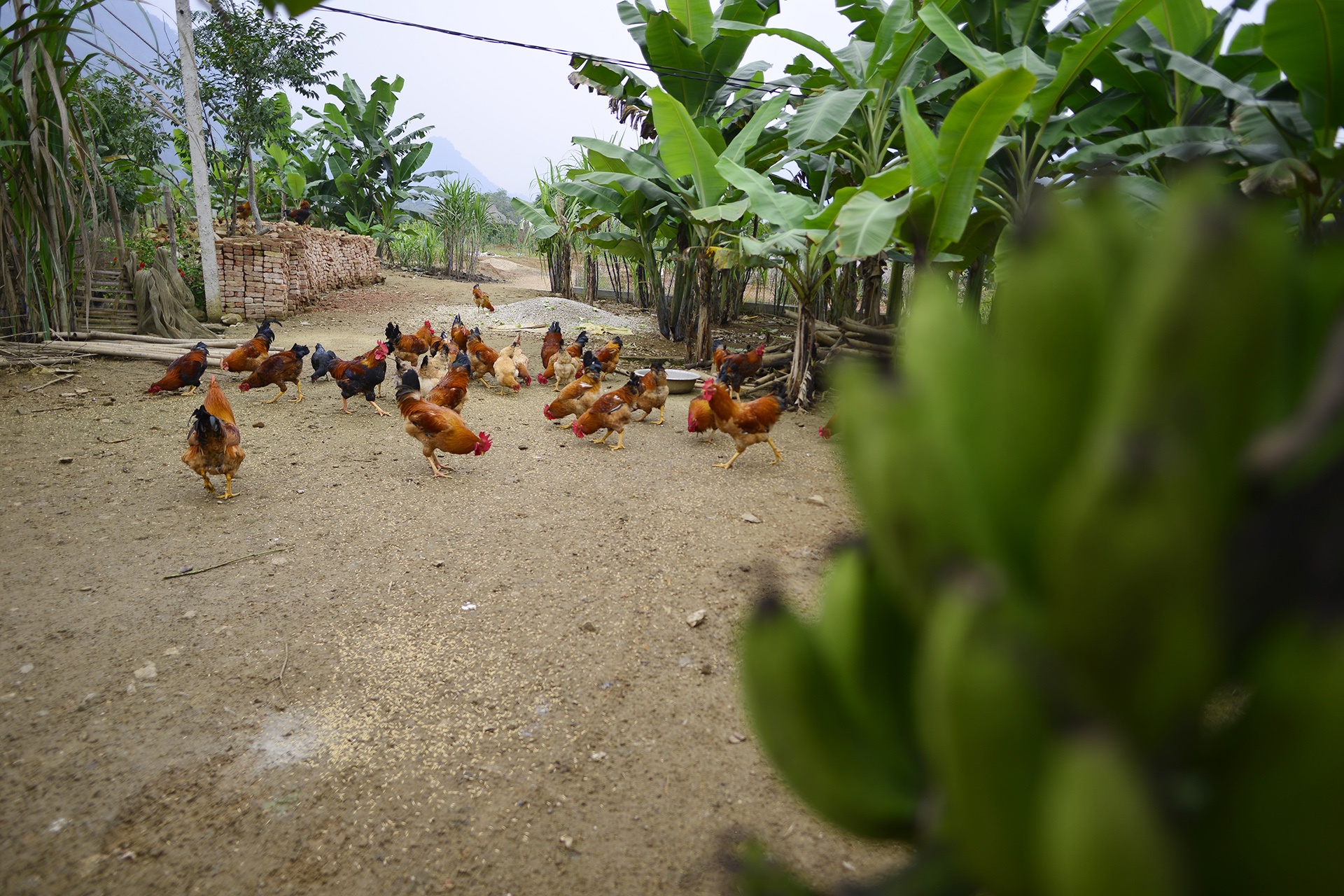 dac san ga trong thien Yen Bai anh 3