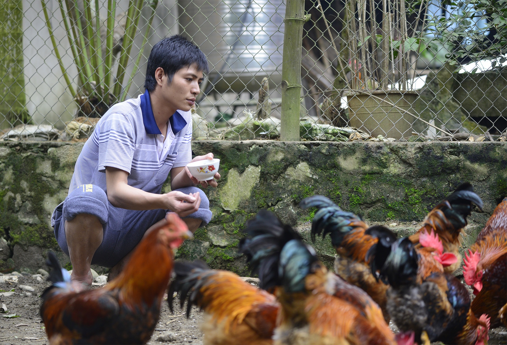 dac san ga trong thien Yen Bai anh 6