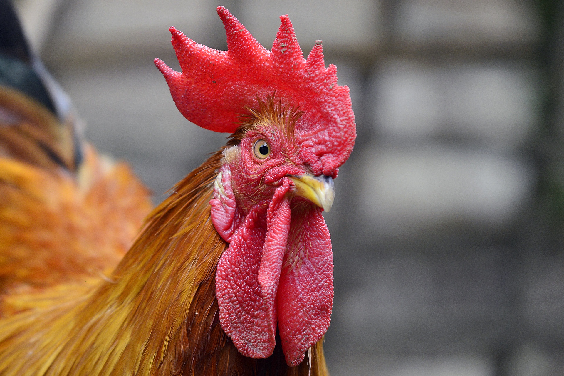 dac san ga trong thien Yen Bai anh 7