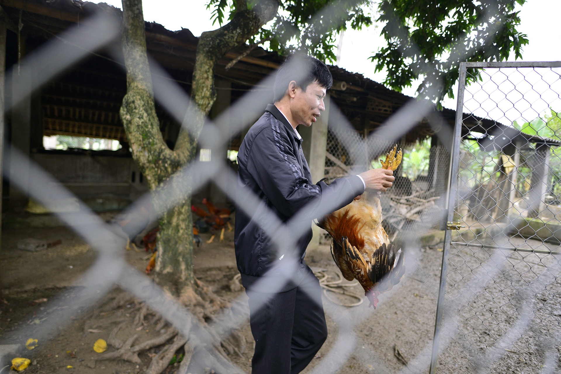 dac san ga trong thien Yen Bai anh 8