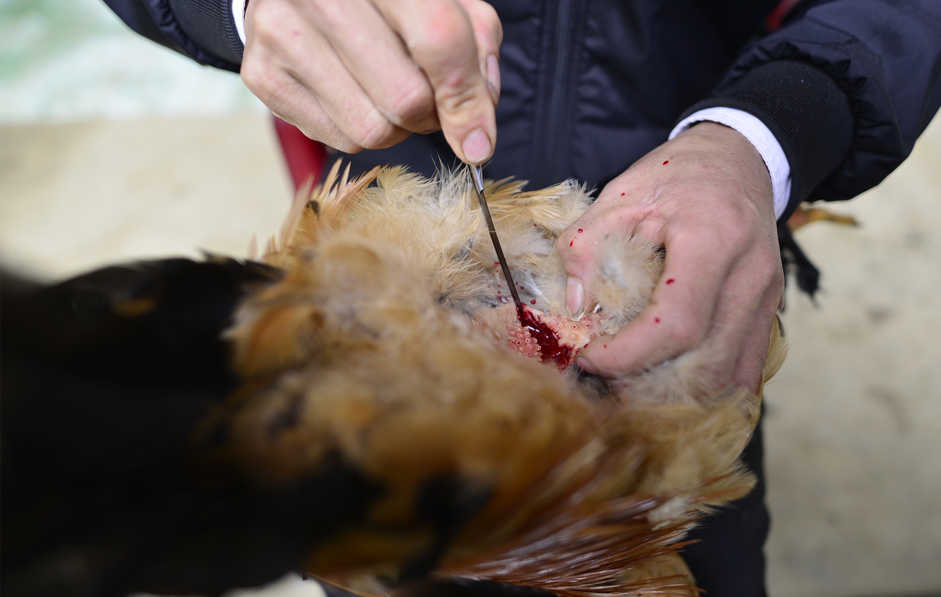 dac san ga trong thien Yen Bai anh 4