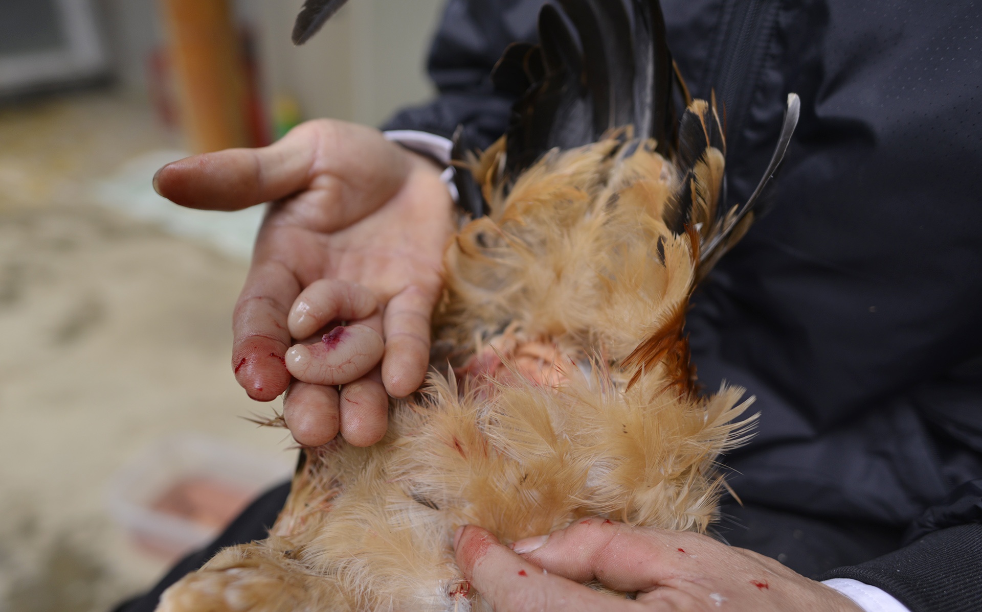 dac san ga trong thien Yen Bai anh 5