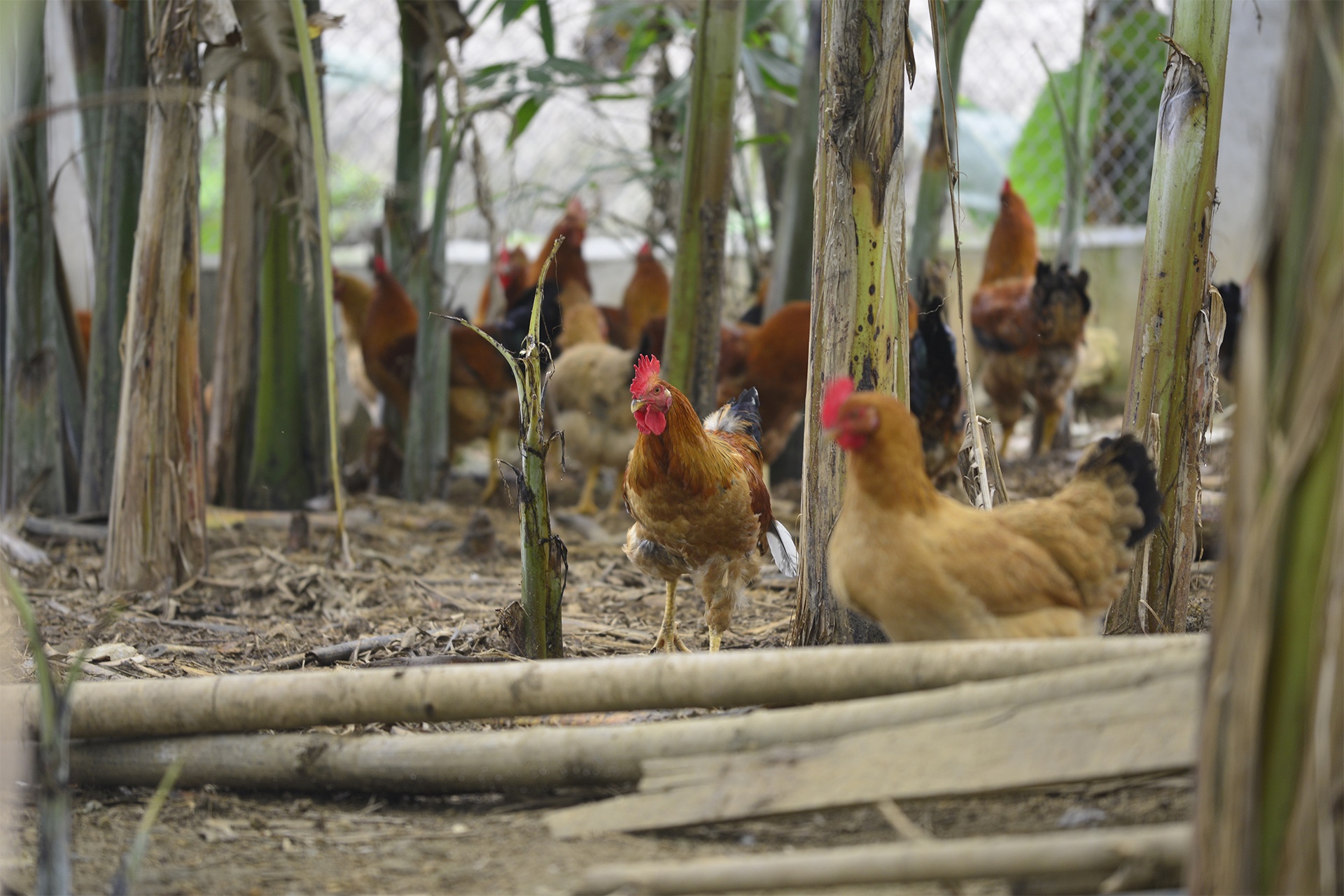 dac san ga trong thien Yen Bai anh 9