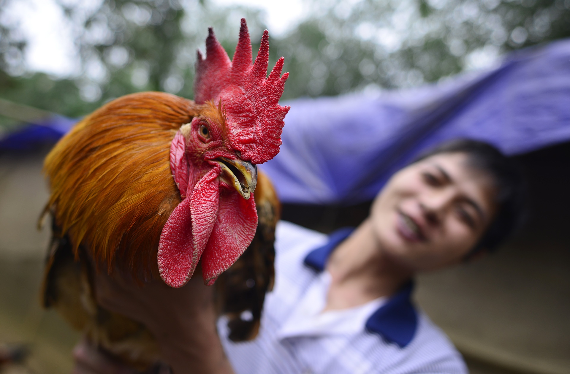 Thanh trieu phu nho ban ga trong thien dip Tet hinh anh