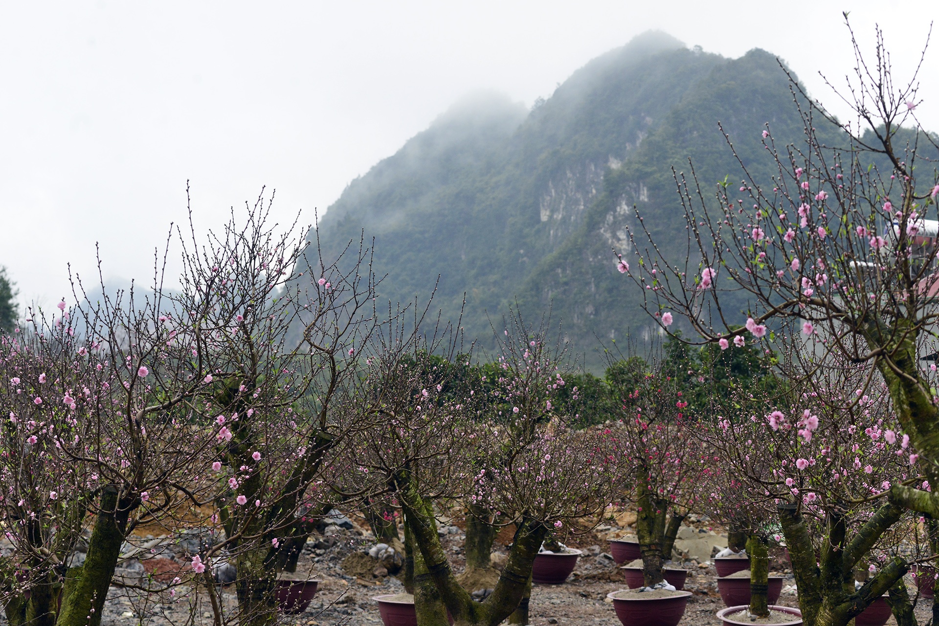 chat dao rung xuong quoc lo ban anh 14