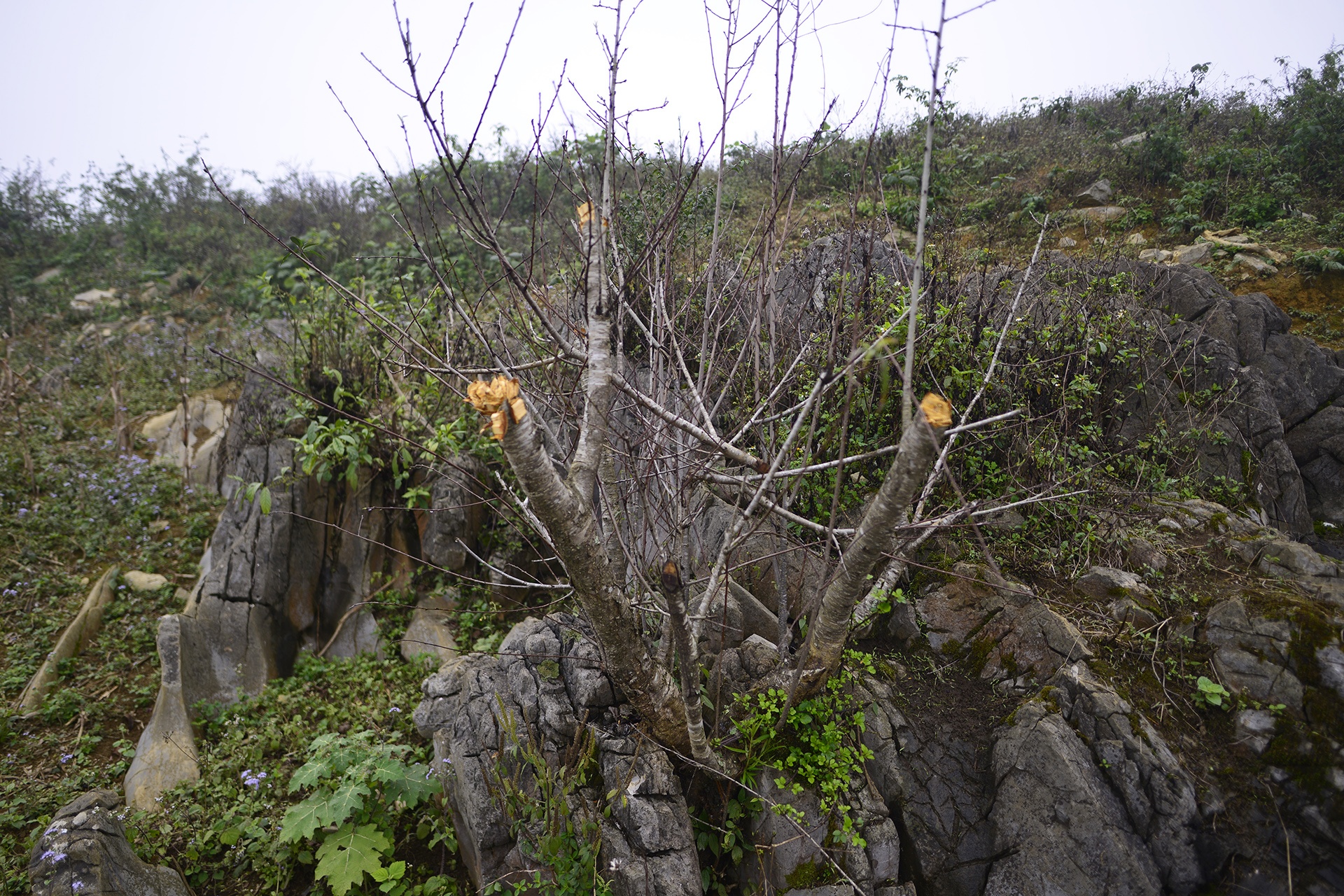 chat dao rung xuong quoc lo ban anh 4