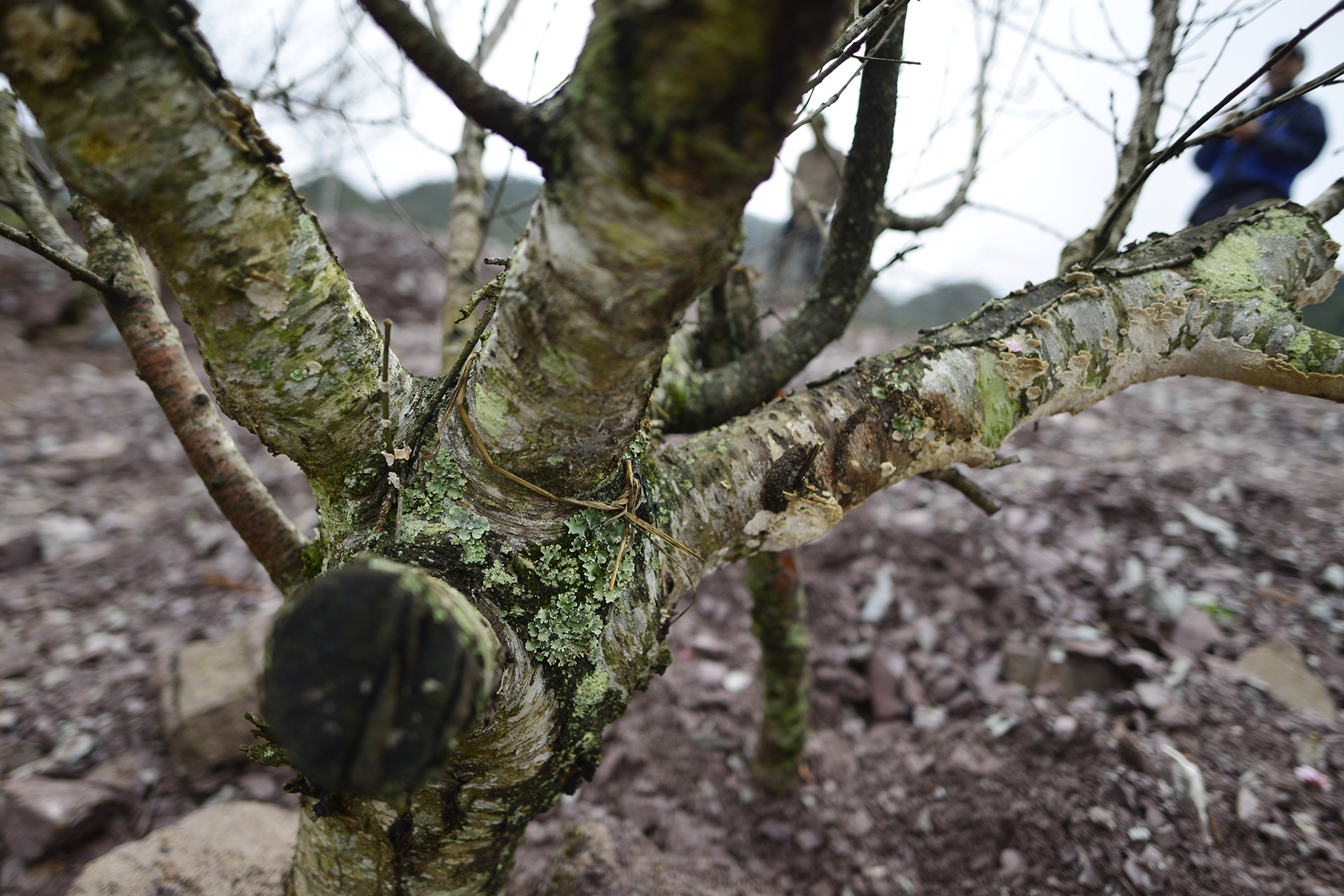 chat dao rung xuong quoc lo ban anh 5